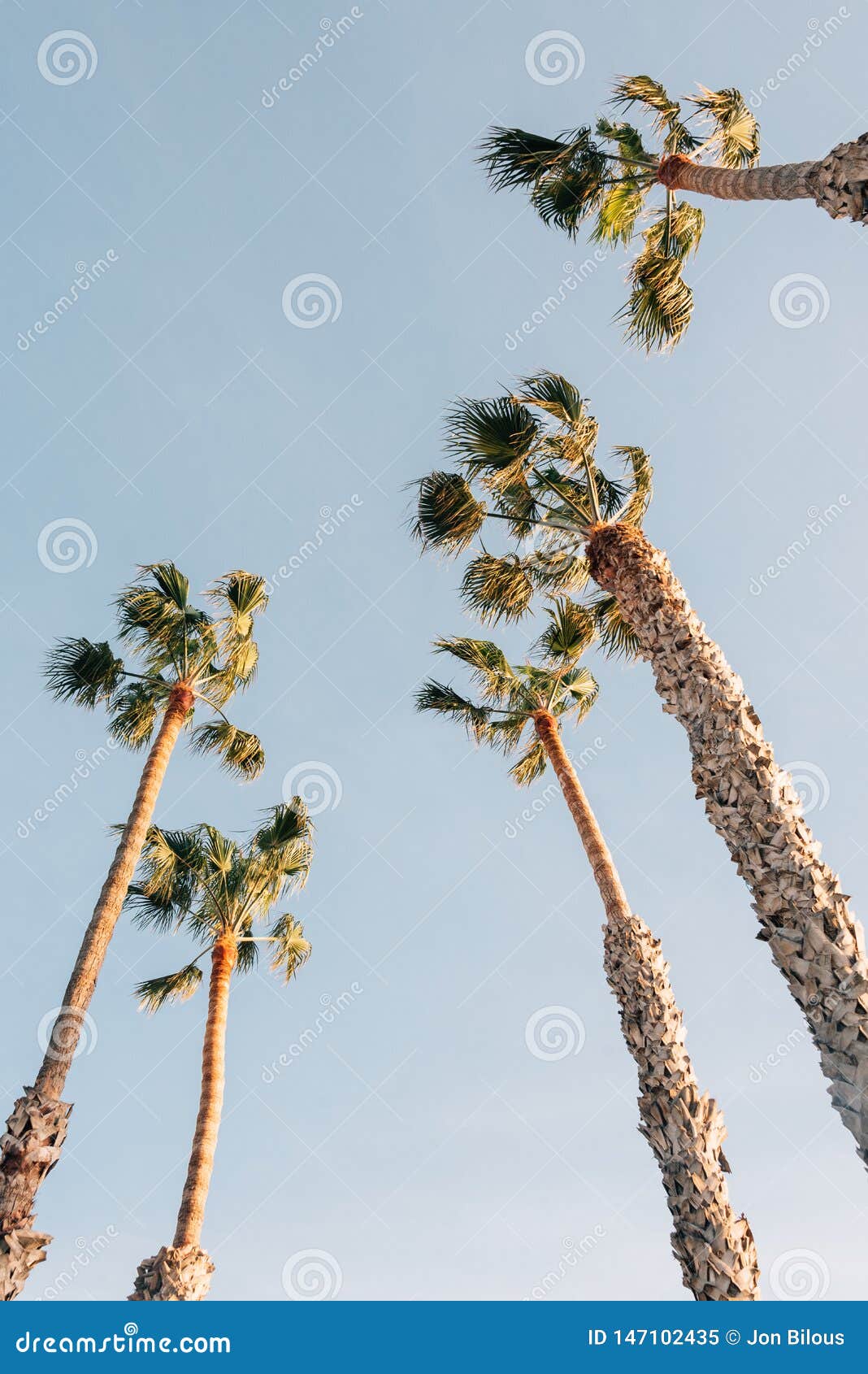 Palm Trees in San Clemente, Orange County, California Stock Image