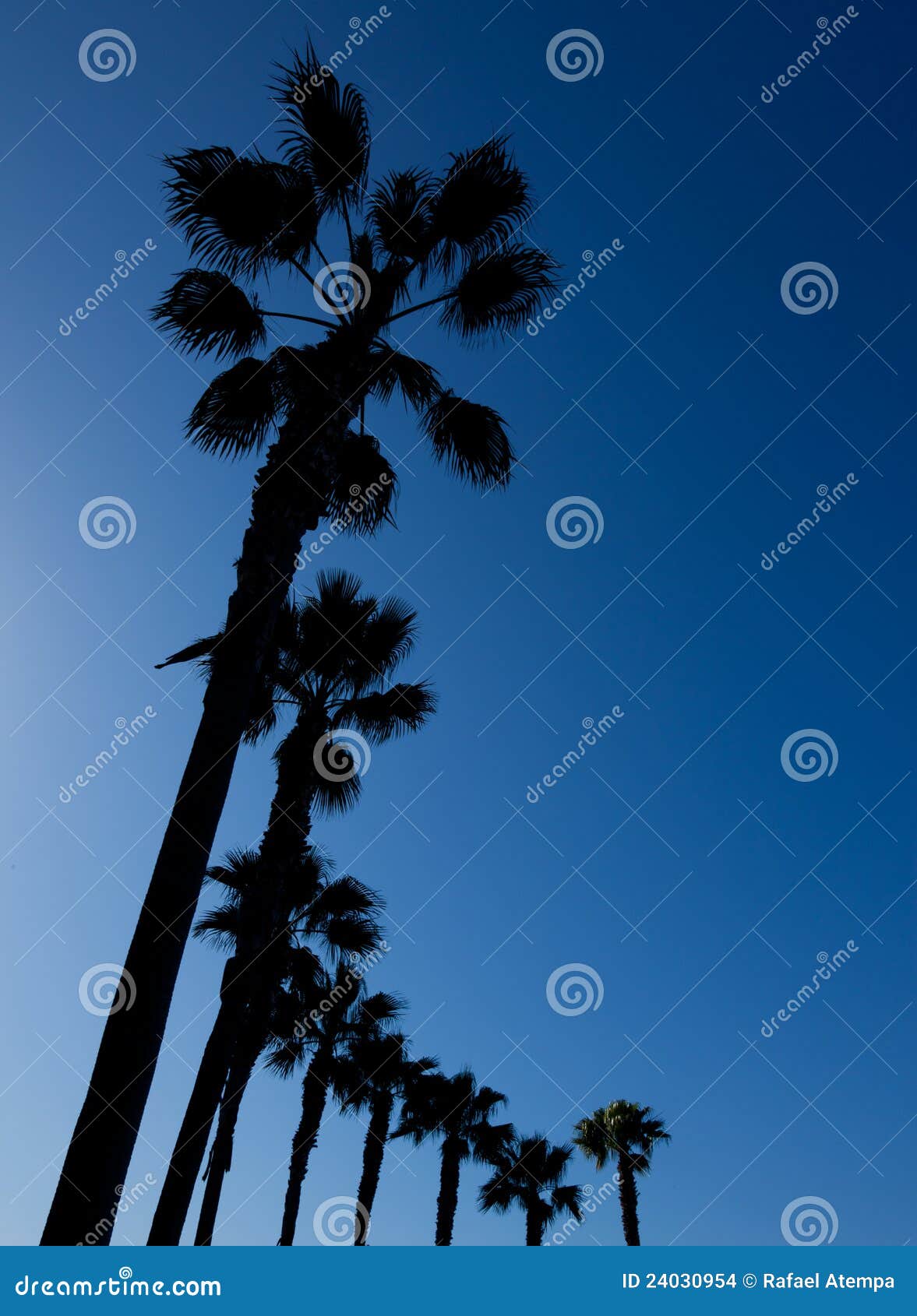 Palm Trees in San Diego stock photo. Image of beach, resort - 24030954