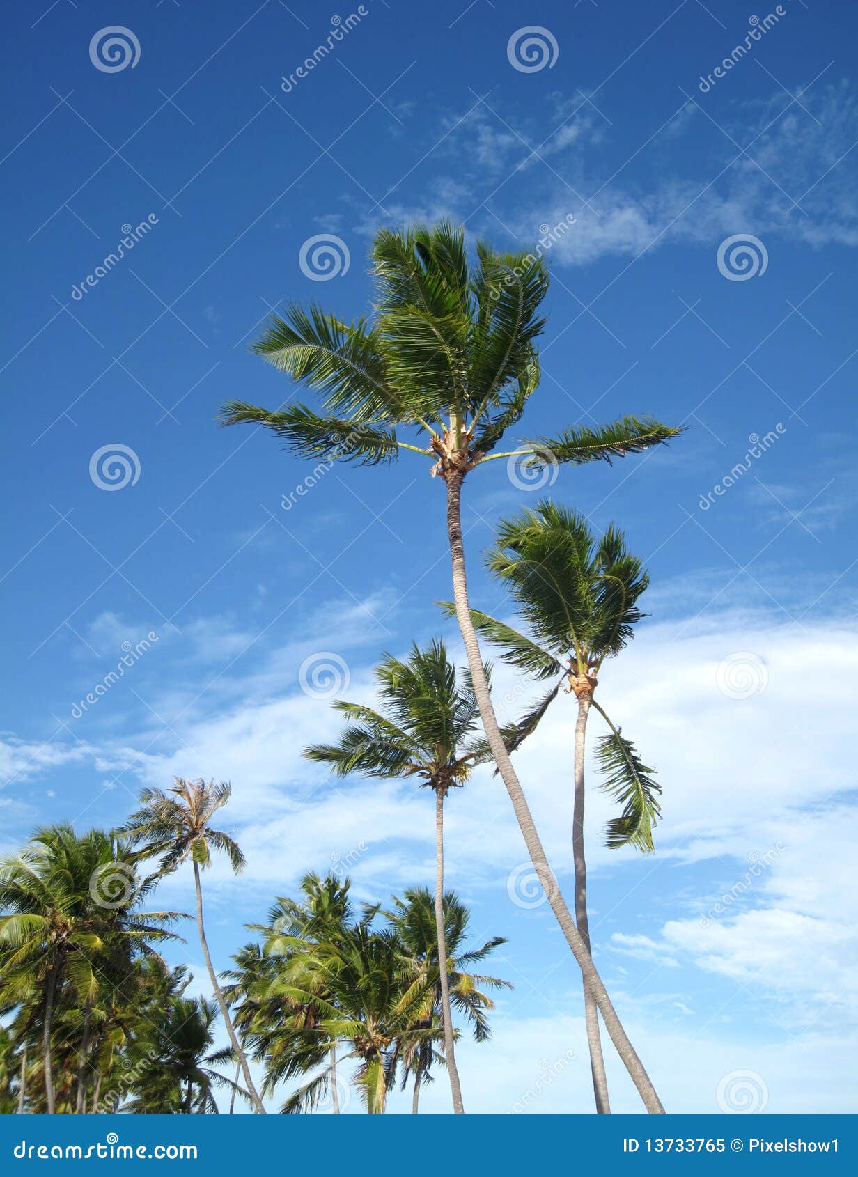 Palm Trees and Sky Background Stock Image - Image of high, coconut ...