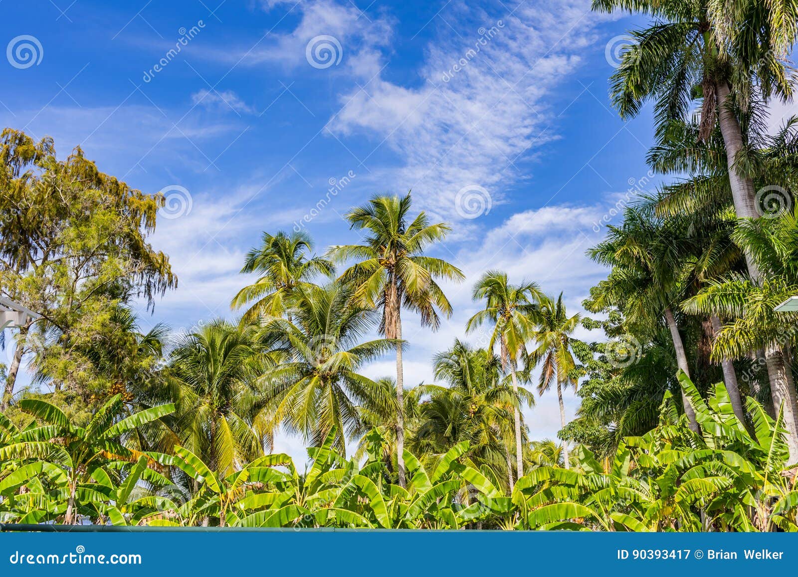 Palm Trees in South Florida Stock Image Image of branch, coconut