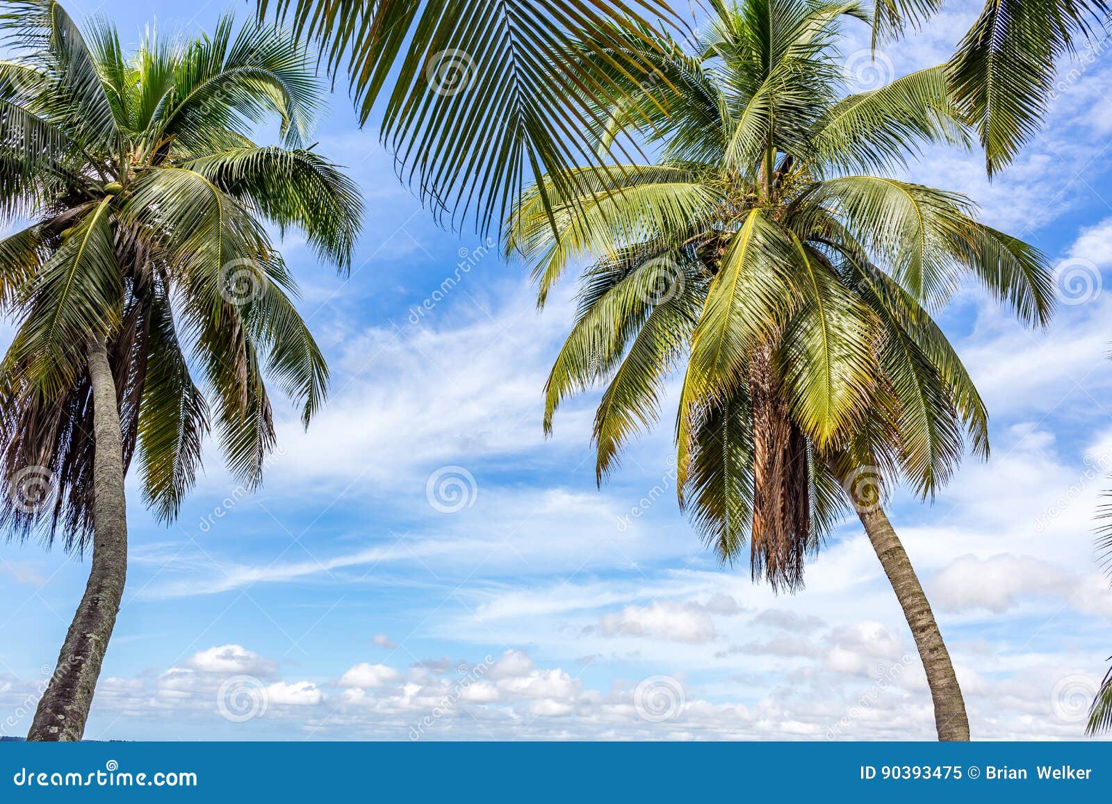 Palm Trees in South Florida Stock Image Image of leaves, branch 90393475