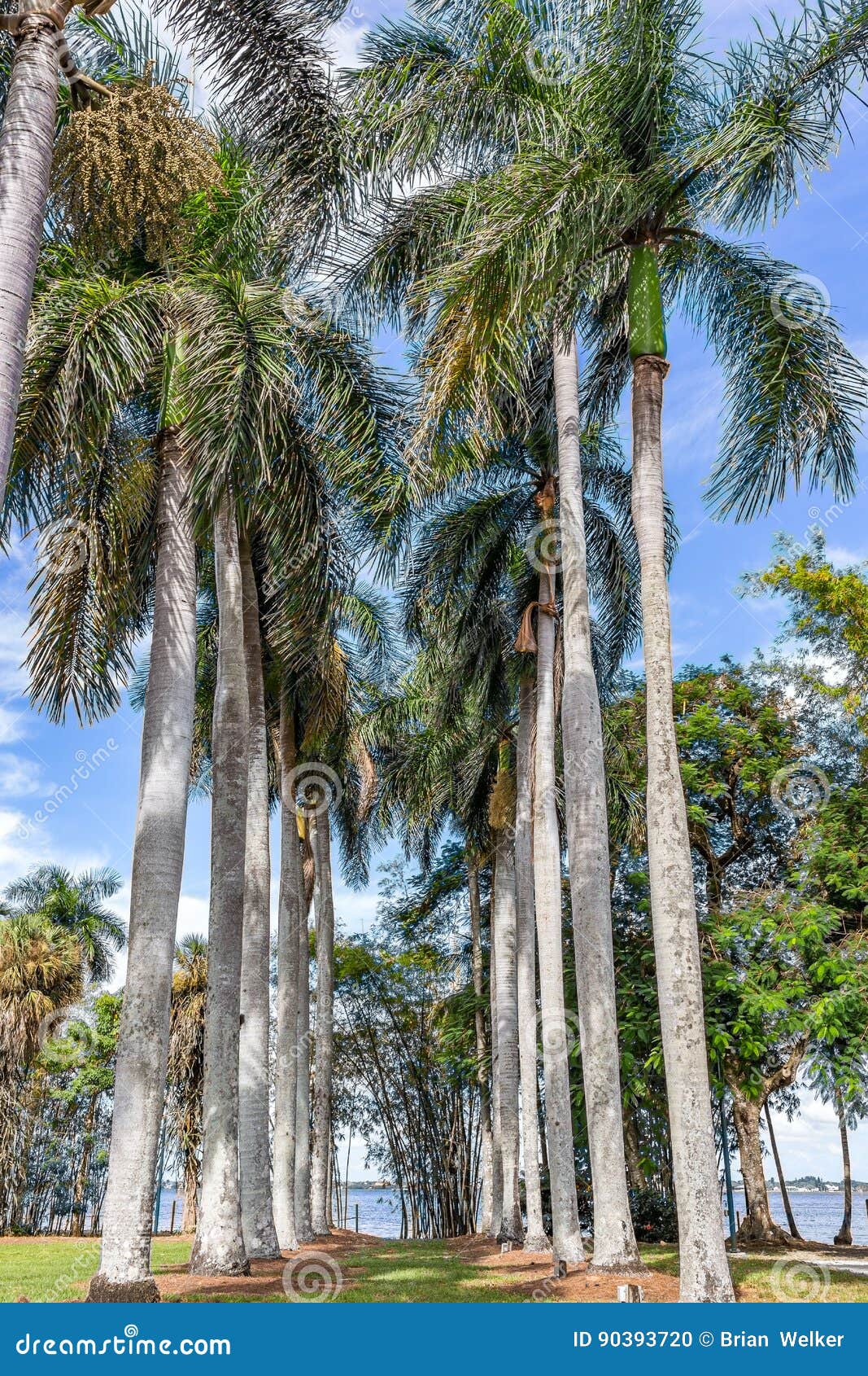 Palm Trees in South Florida Stock Photo Image of botanical, southern