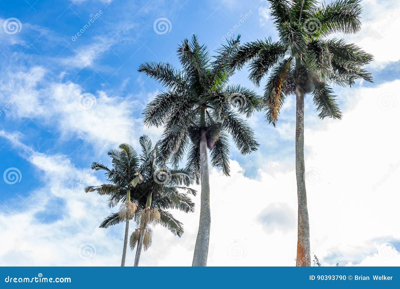 Palm Trees in South Florida Stock Photo Image of sprawl, trunk 90393790