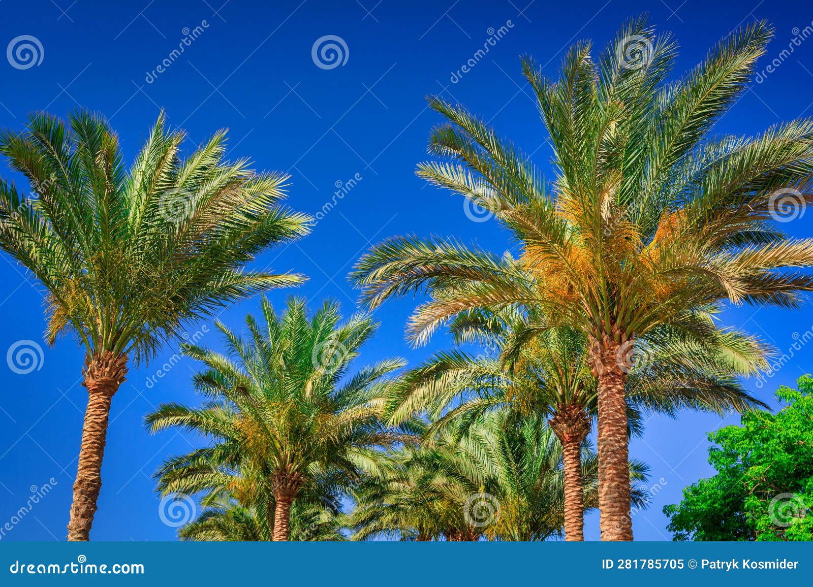 Palm Trees at Sunny Day in Egypt Stock Image Image of egypt, outdoors