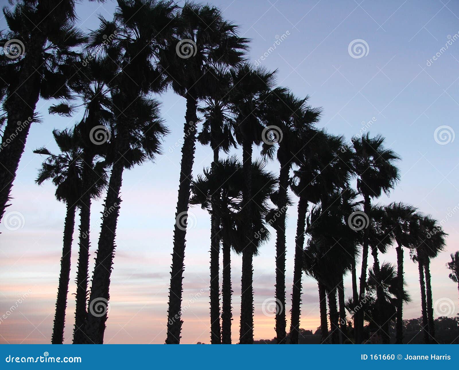 Palm trees at sunset stock photo. Image of tree, blue, silhouetted - 161660
