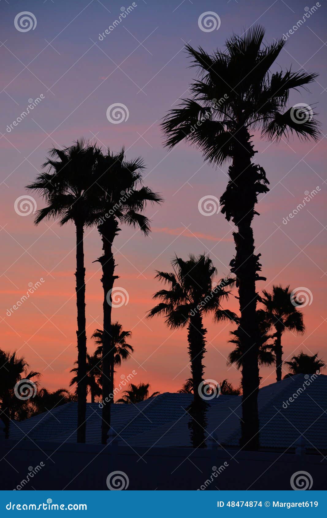 Palm Trees at sunset. stock photo. Image of vertical - 48474874