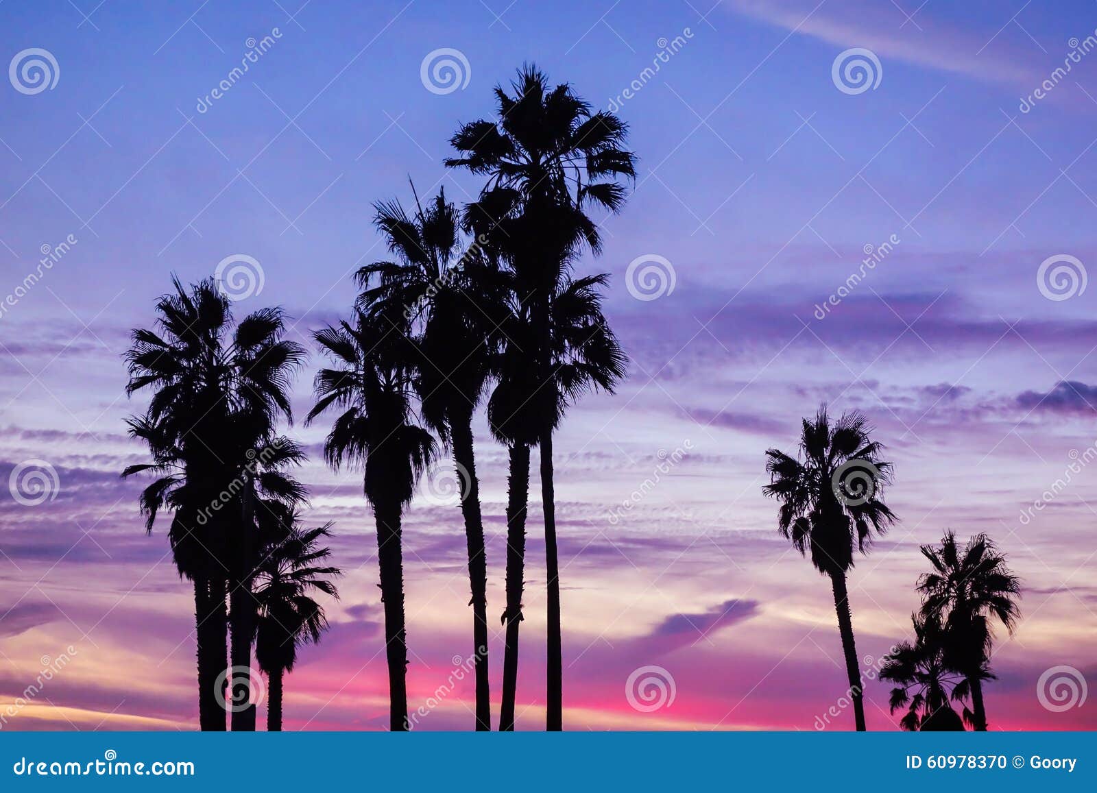 Palm trees and sunset sky stock photo. Image of island - 60978370