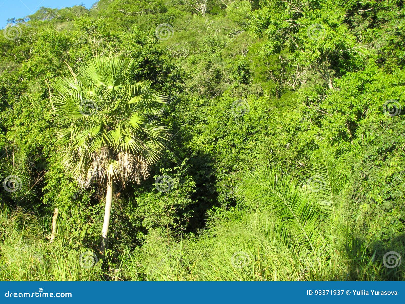 Palm trees in tropic stock image. Image of scenery, idyllic 93371937
