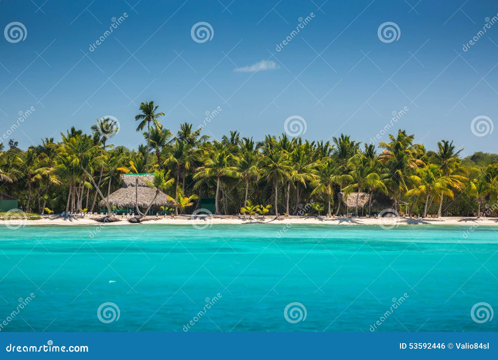 palm trees on the tropical beach, dominican republic