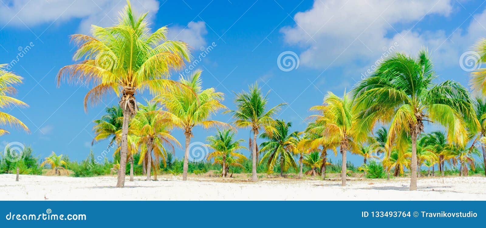 palm trees on white sand beach. playa sirena. cayo largo. cuba.