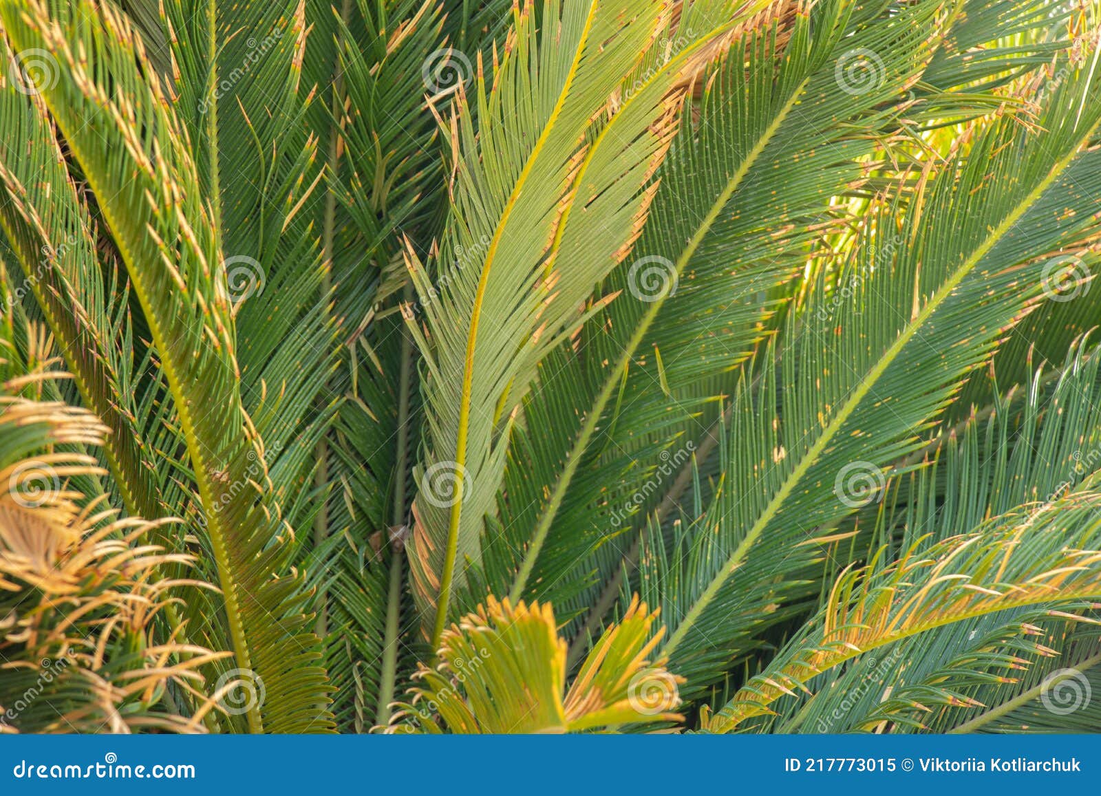 Palm Trees on the Tropical Coast, Coconut Tree, Summer Tree, Palm Tree