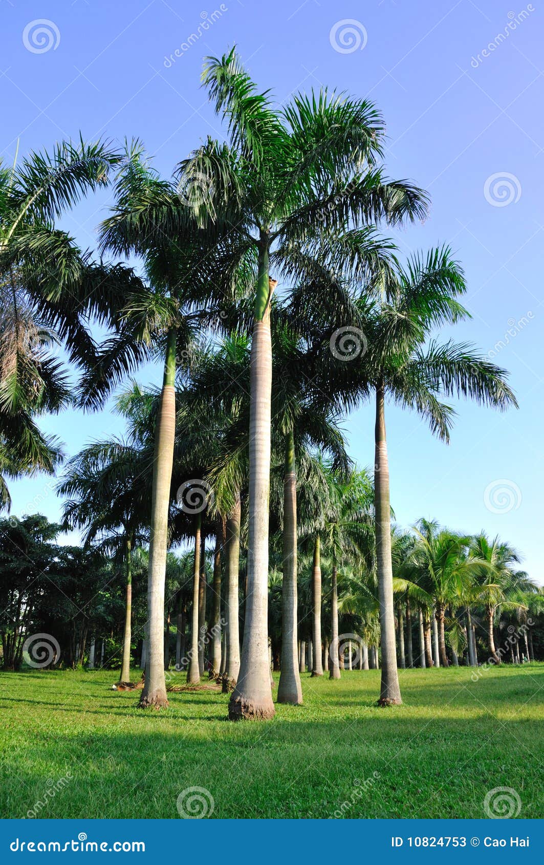 Palm trees in vertically stock image. Image of shadow 10824753