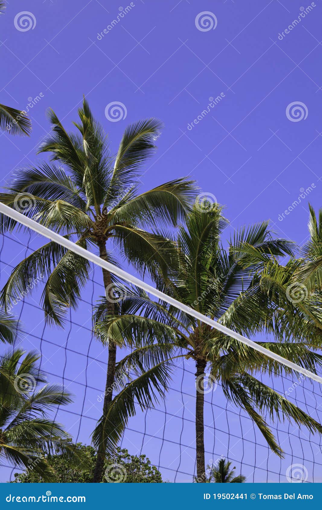 Palm Trees and Volleyball Net Stock Image Image of volleyball, sports
