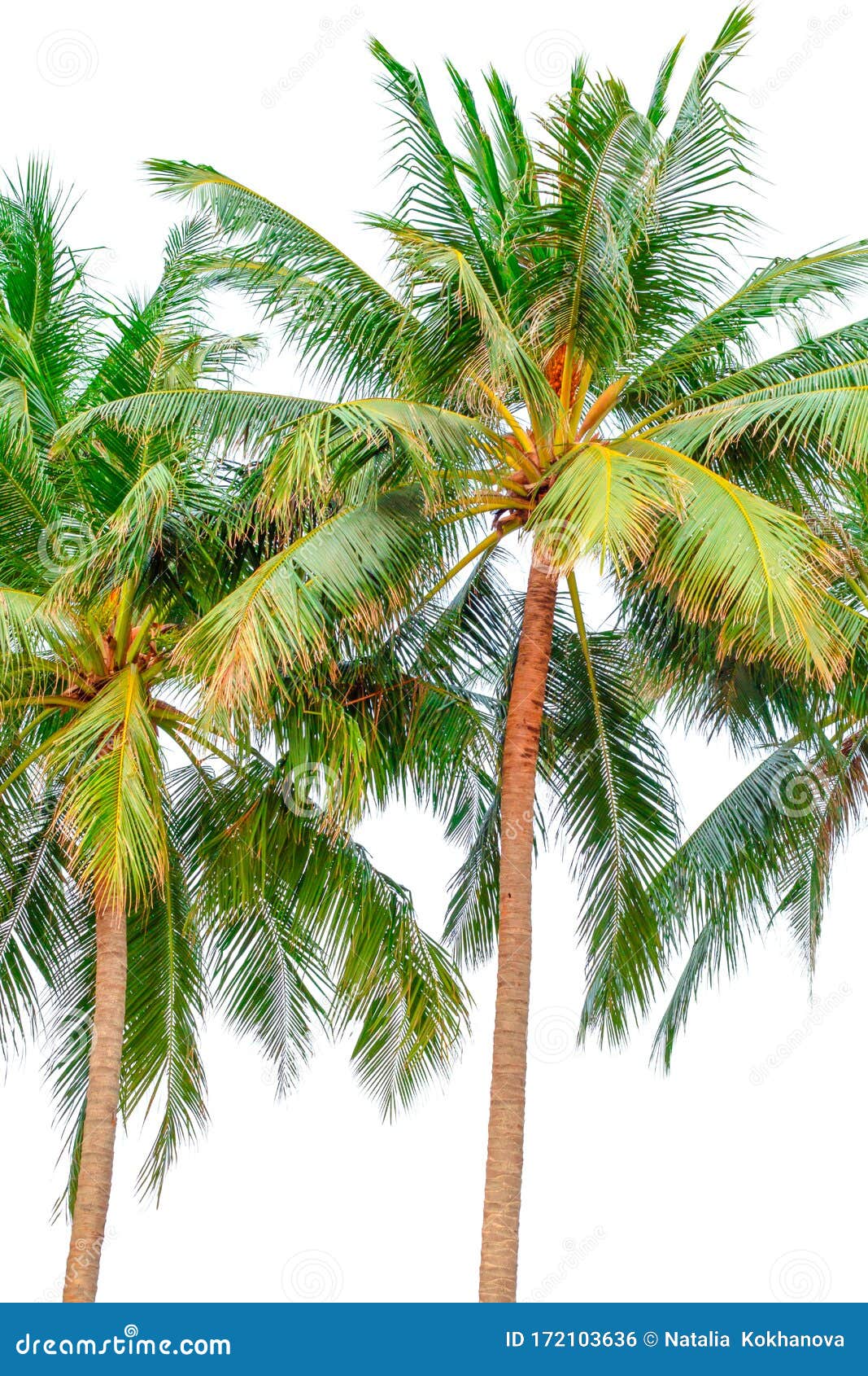 Palm Trees on White Background Stock Photo - Image of isolated, flora ...