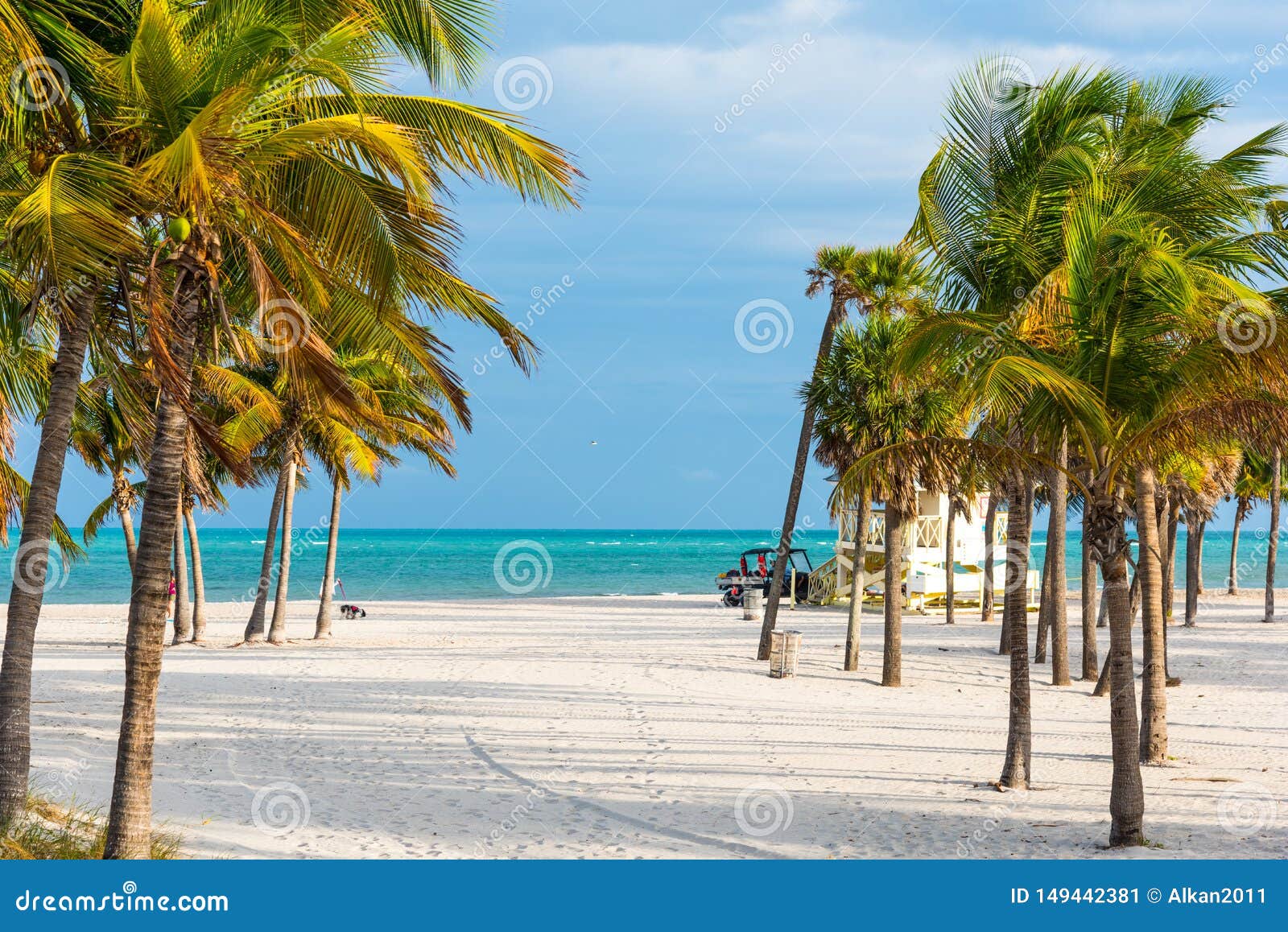 Palm Trees and White Sand in Key Biscayne Stock Image Image of
