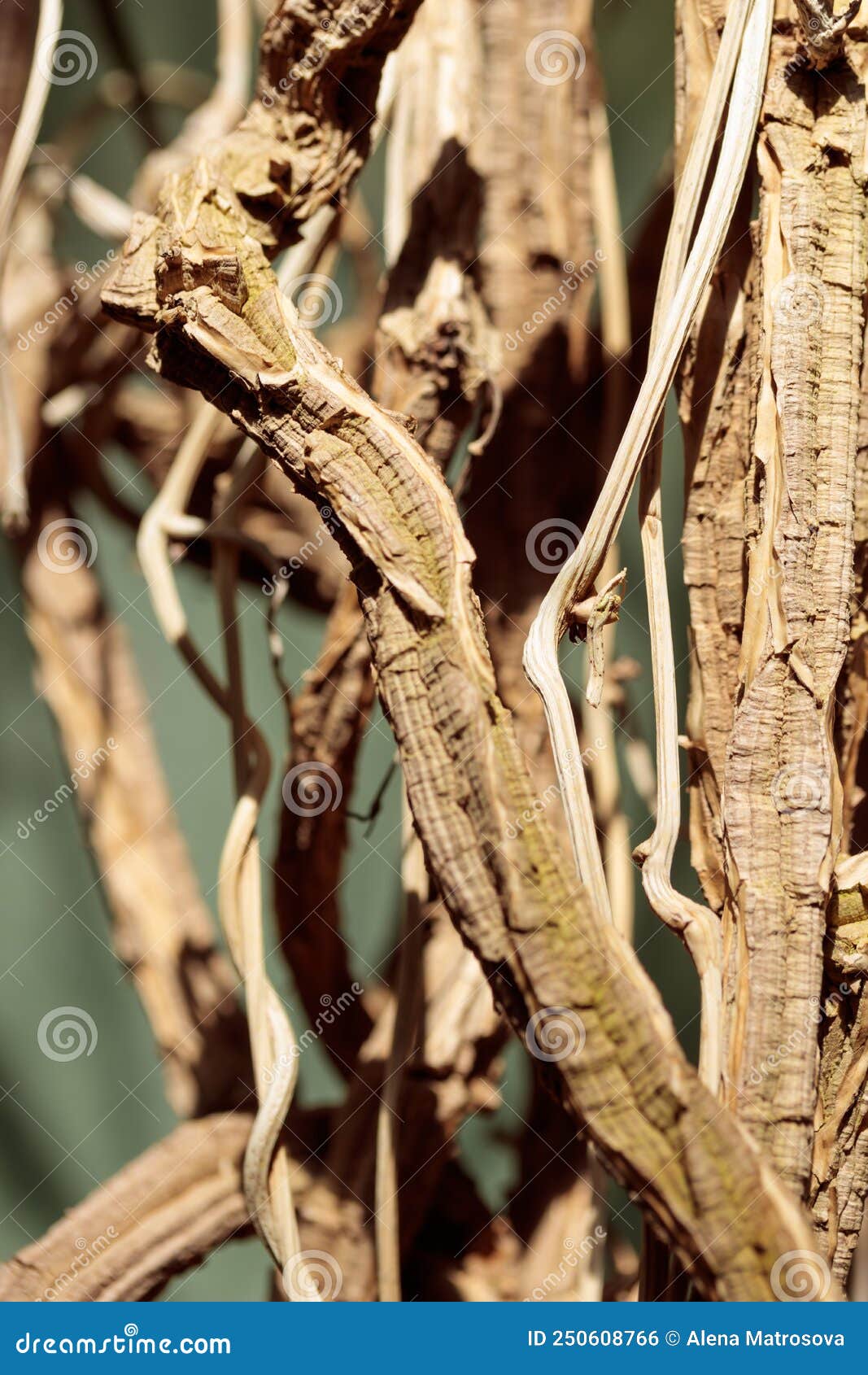 palm trunk macro nature texture pattern