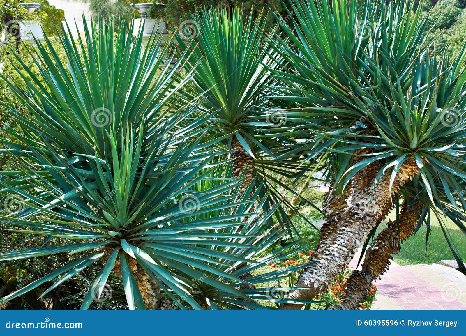 Palm yucca in arboretum stock photo. Image of bounty 60395596