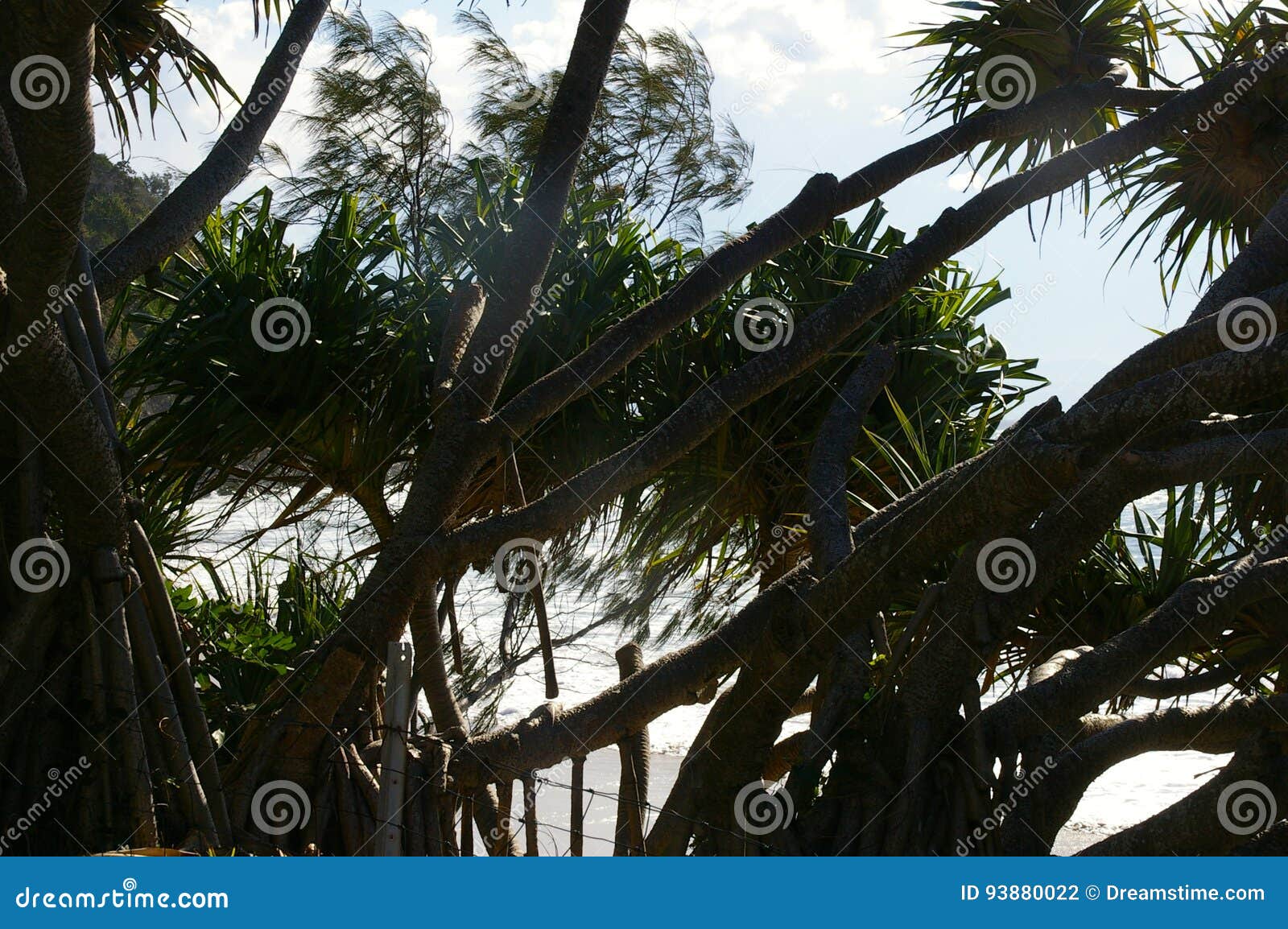 Palmas Byron Bay Del Pandanus Foto de archivo Imagen de roto