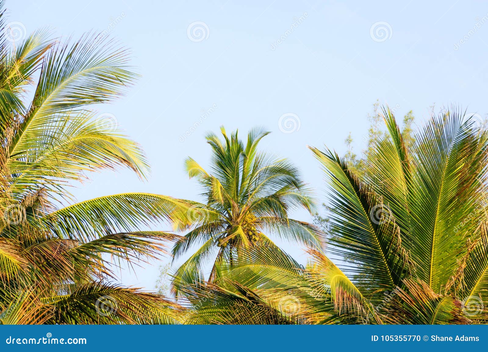 Palmas de coco foto de archivo. Imagen de tropical, ecuatorial - 105355770