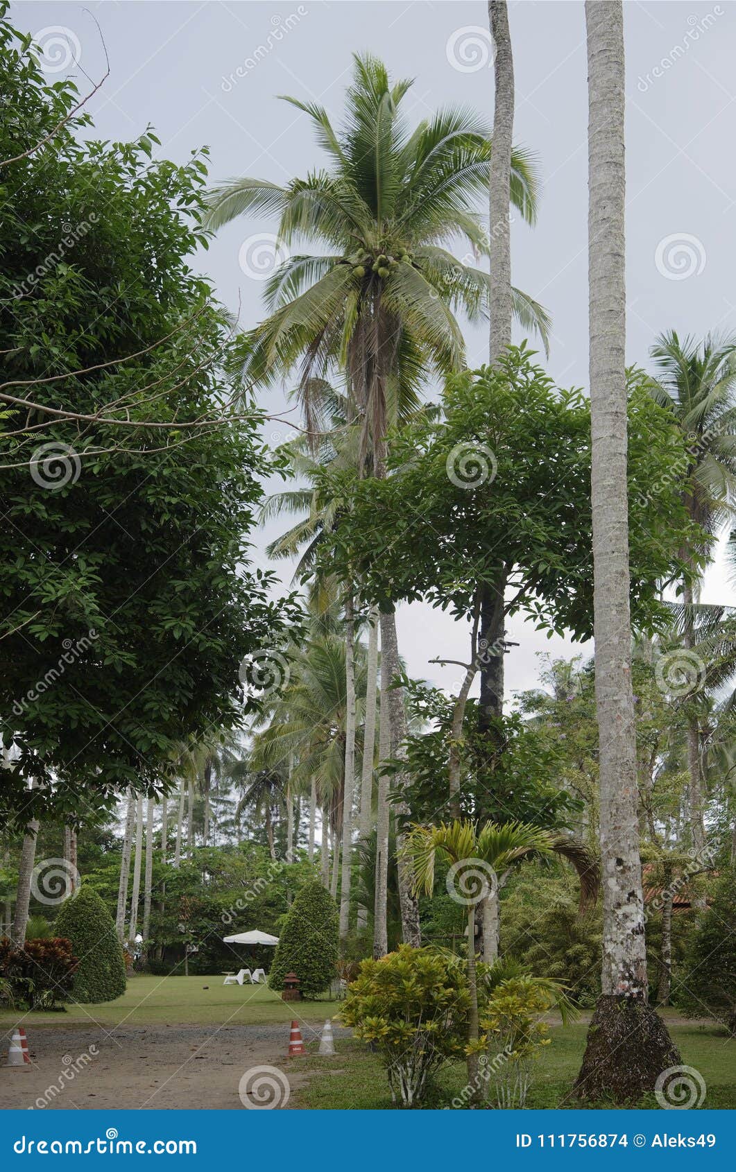 Palmas De Coco En La Isla Del Coco Foto de archivo - Imagen de ondas ...