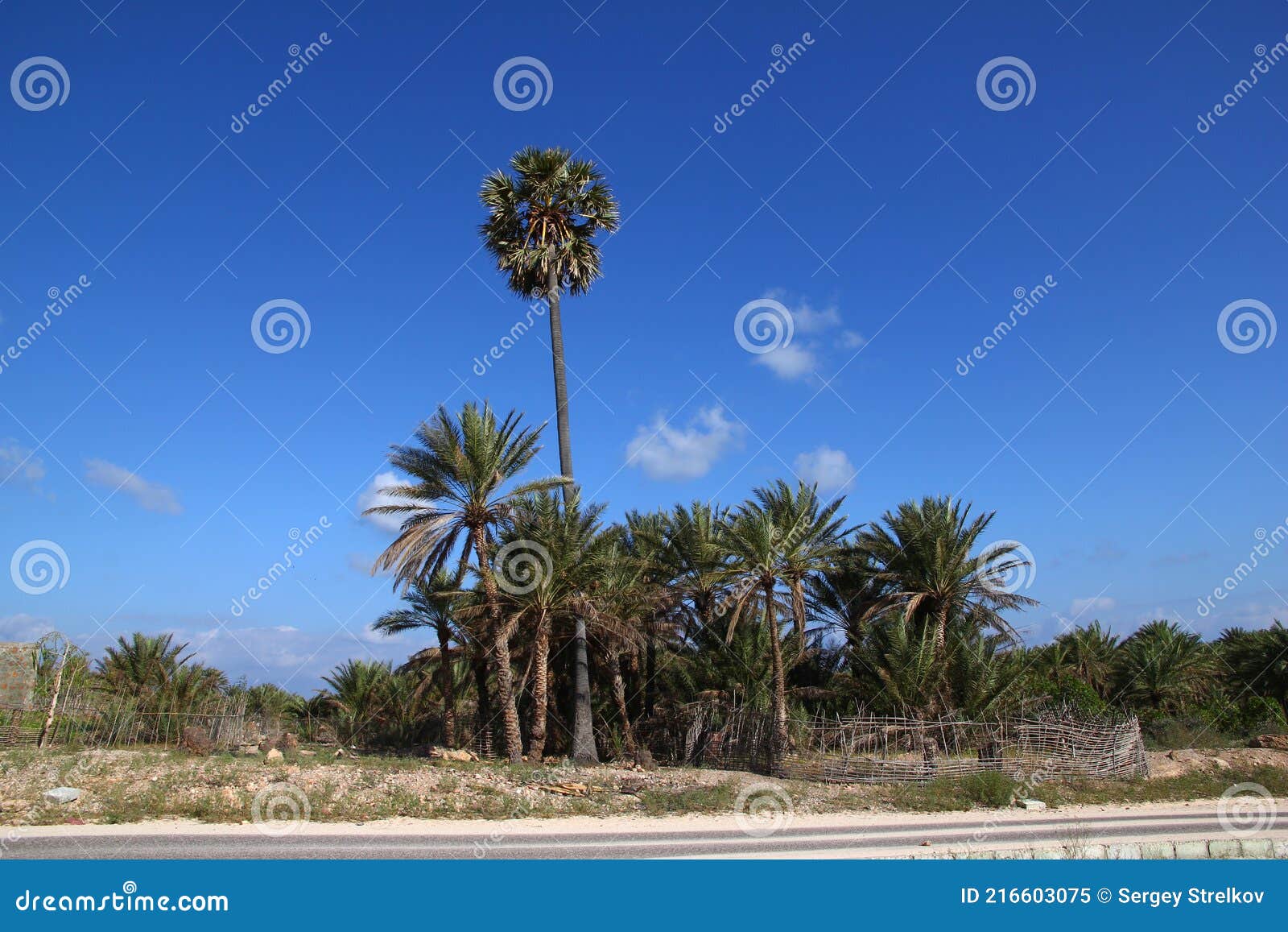 Palmas En Isla Socotra Océano índico Yemen Imagen de archivo - Imagen de flora, continuar: 216603075 Palmas En Isla Socotra Océano índico Yemen Imagen de archivo - Imagen de flora, continuar: 216603075