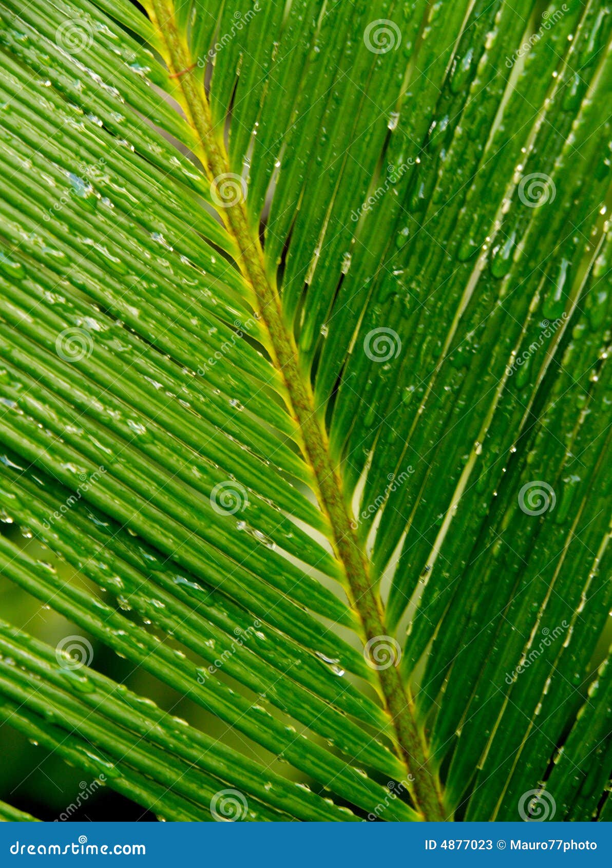 Palmblatt mit Tropfen. Eine Nahaufnahme eines grünen Palmblattes mit Wasser fällt