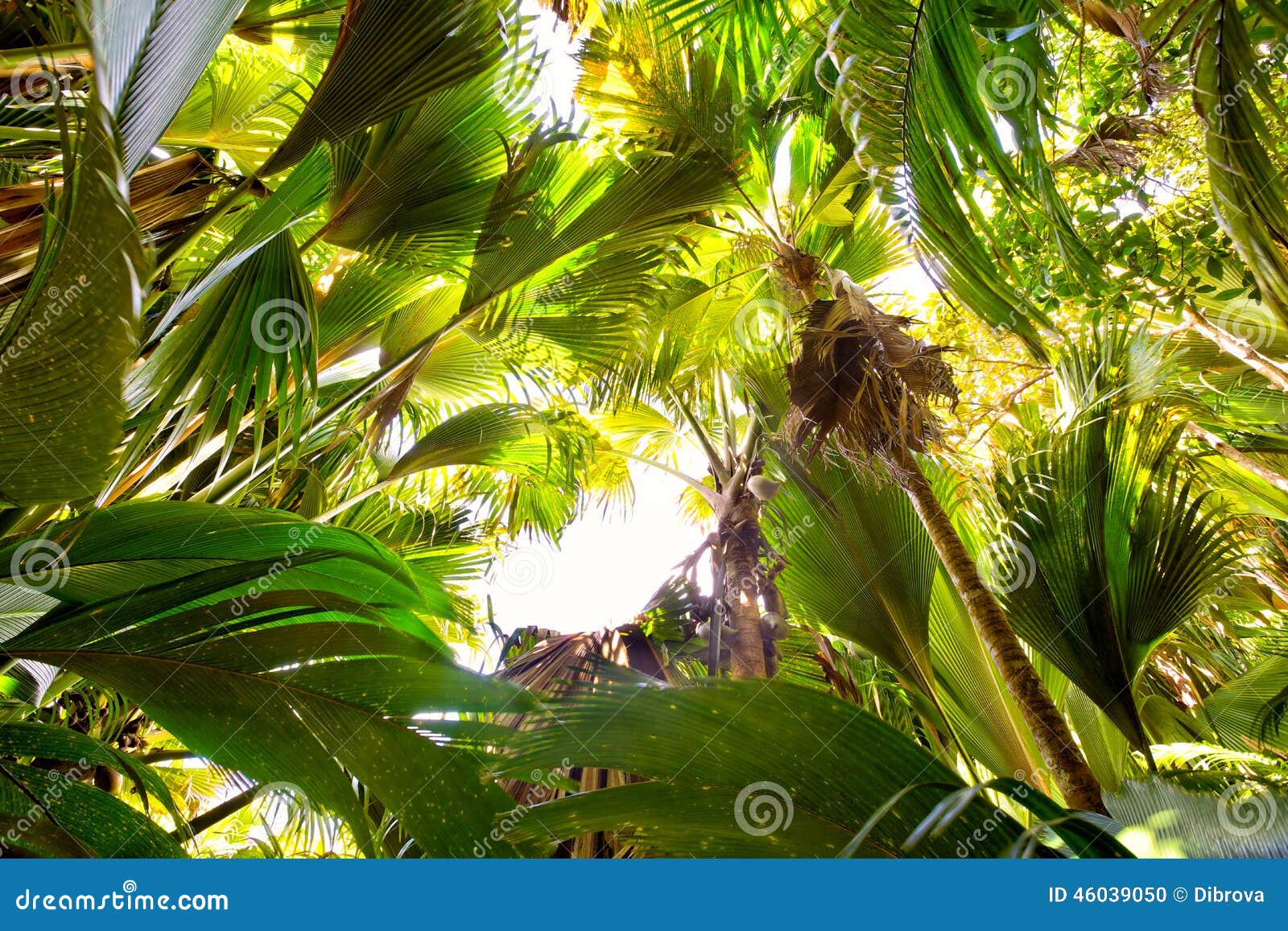 Palme di Coco de Mer fotografia stock. Immagine di maggio - 46039050