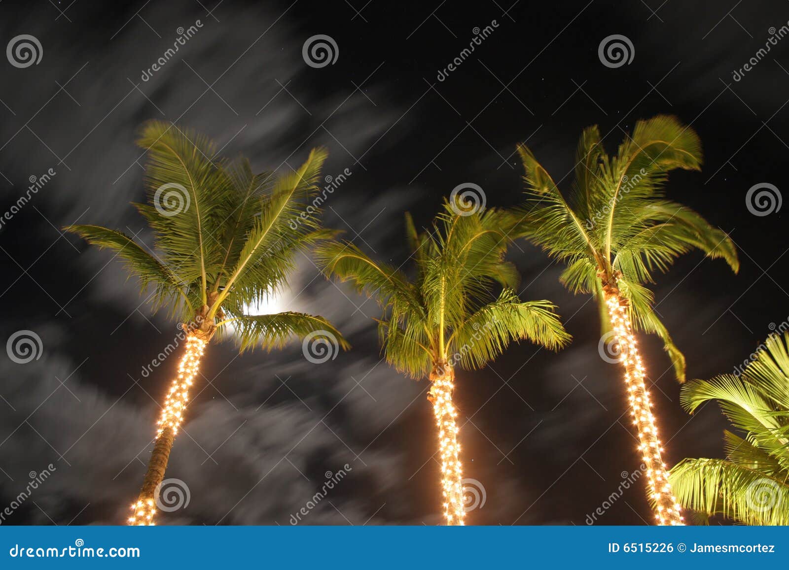 Palme di notte. Alberi di tempo della palma del Maui di natale