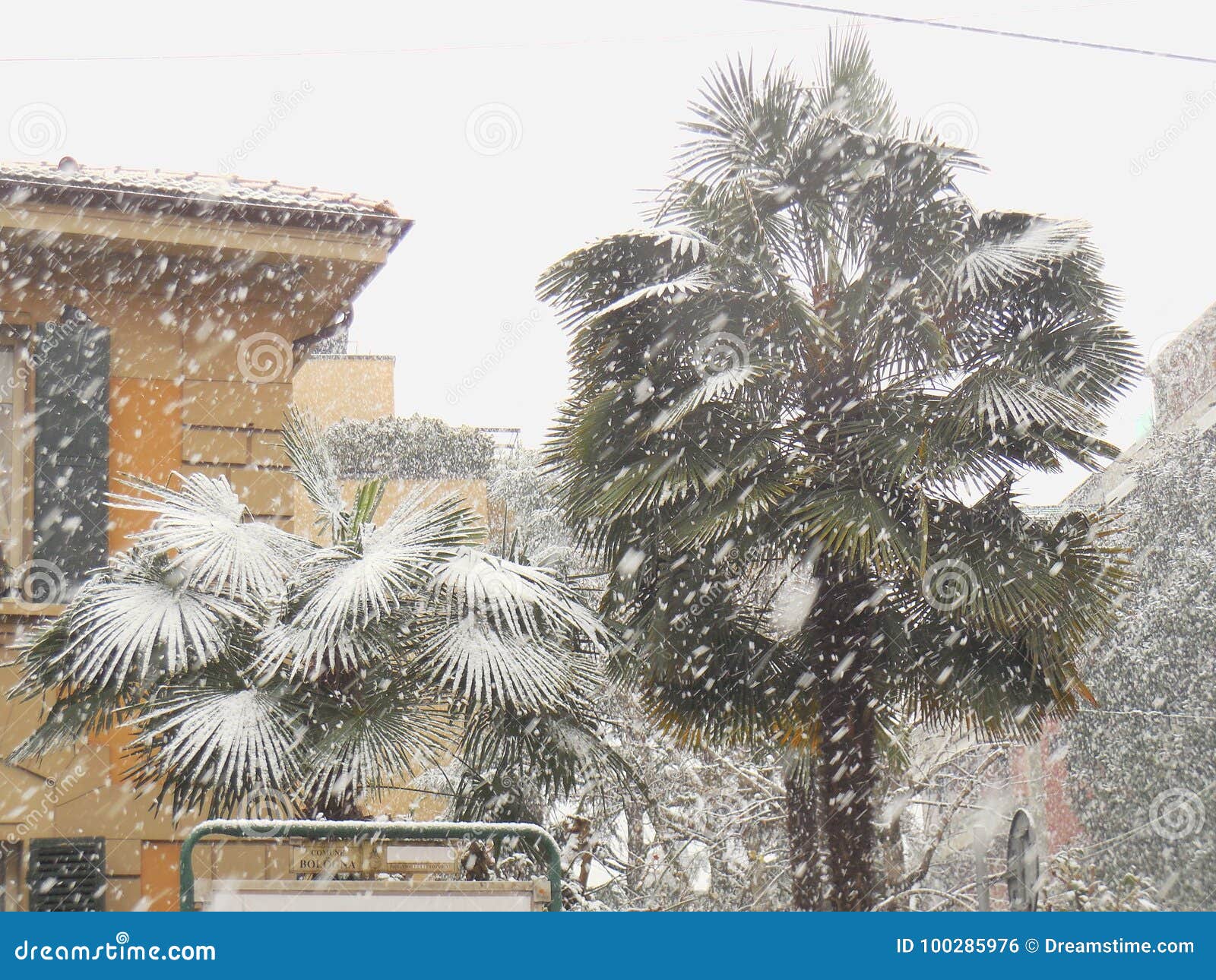 Palmeiras na neve