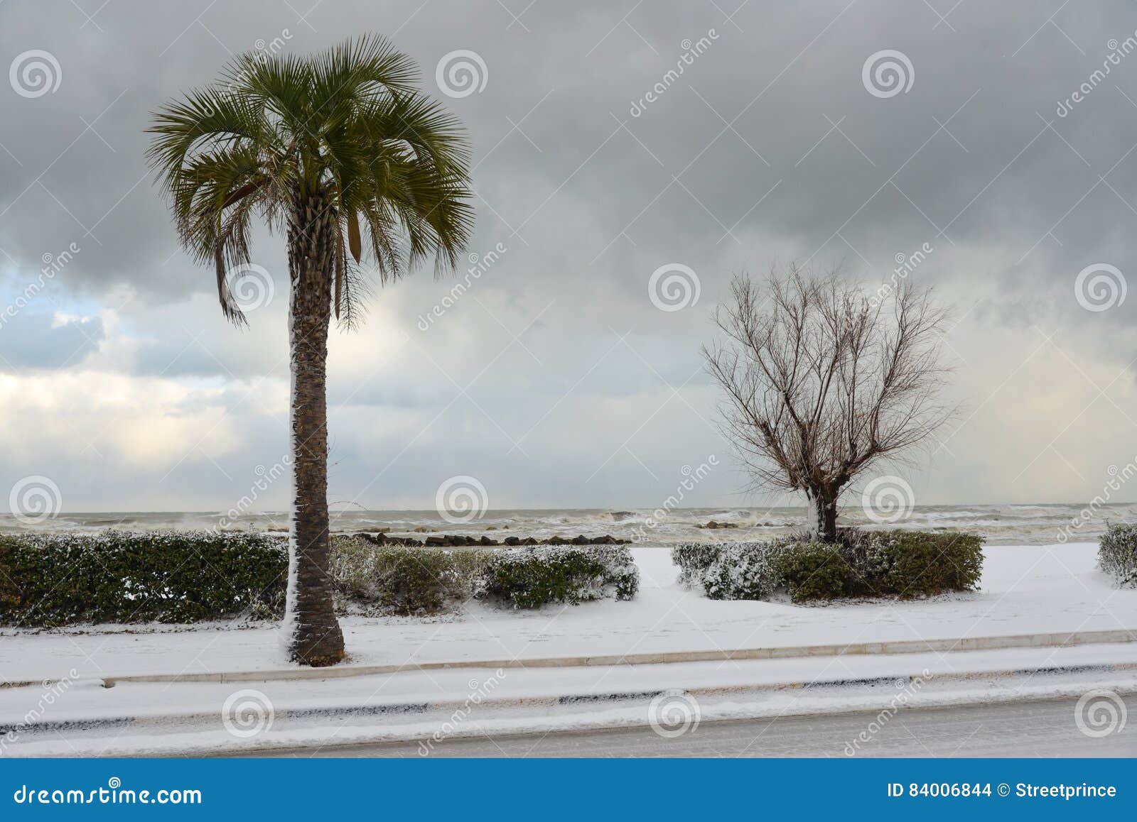 Palmeiras na neve