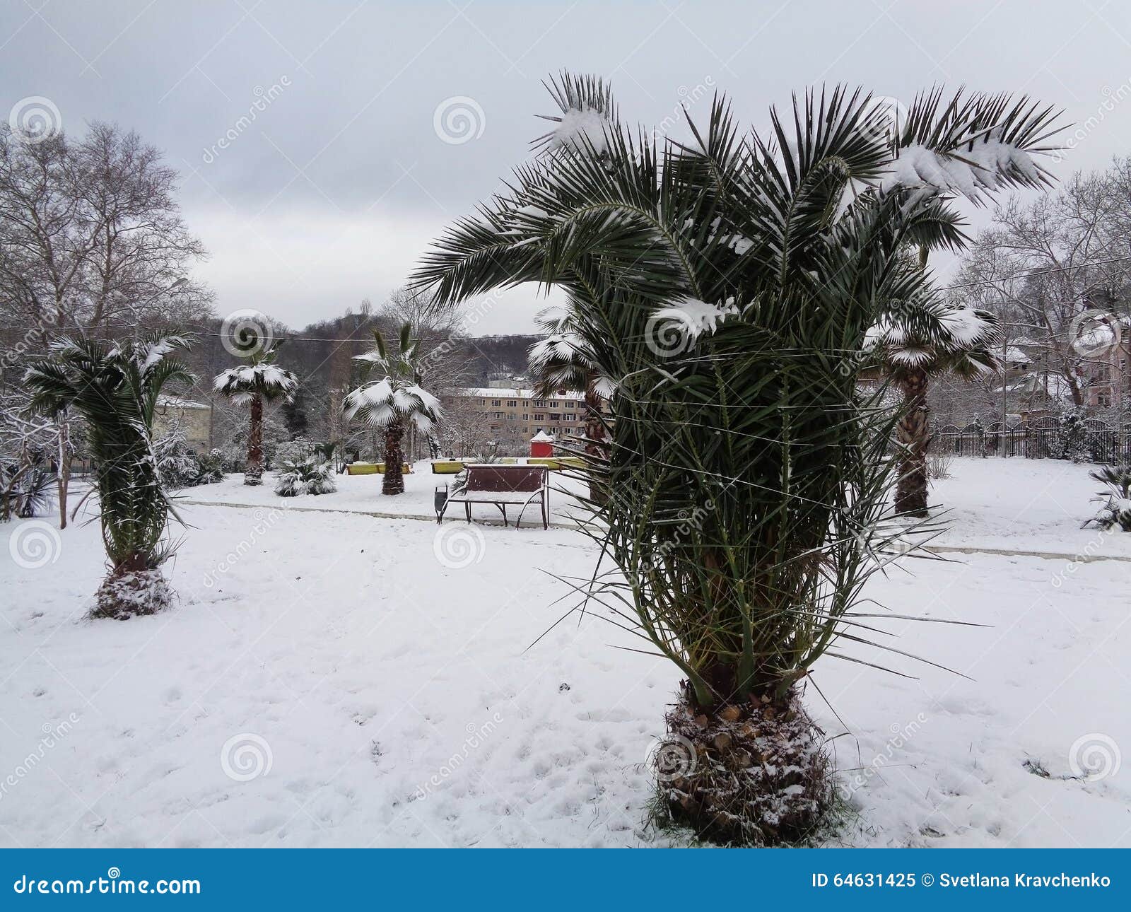 Palmeiras na neve