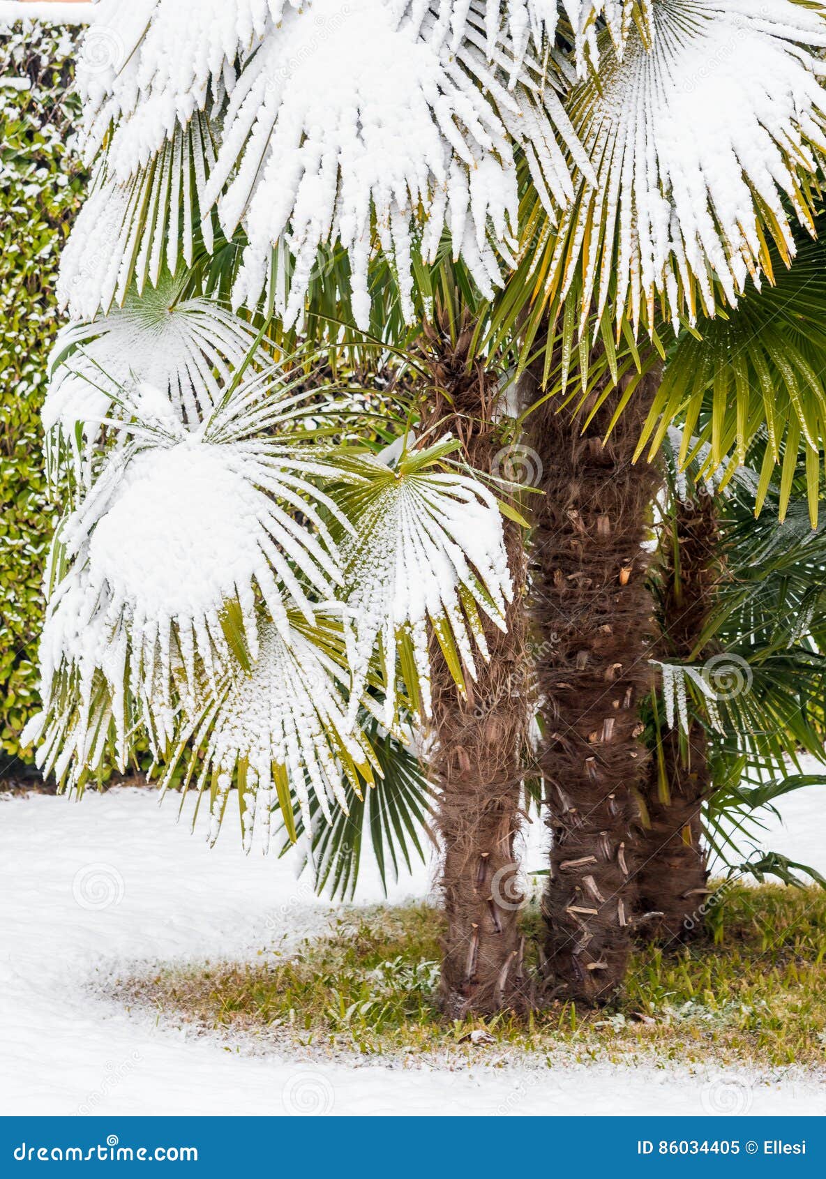 Palmen Im Schnee