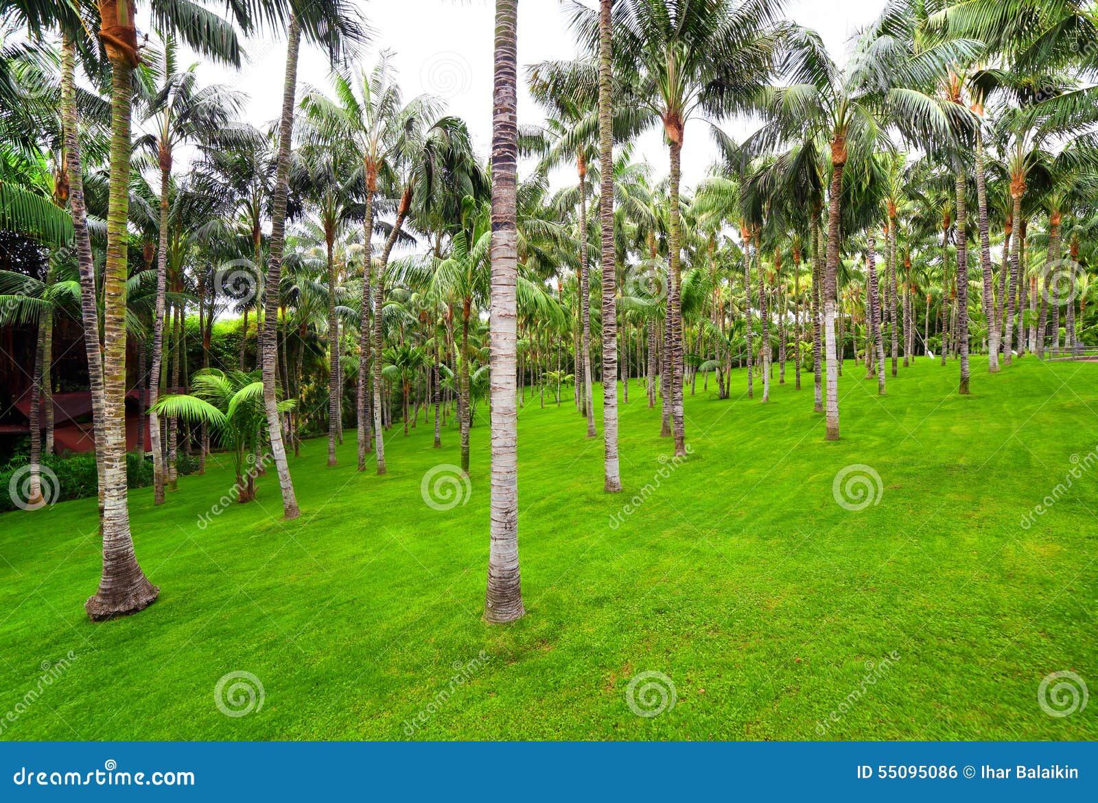 Palmenwaldung in Loro-Park, Teneriffa, Spanien