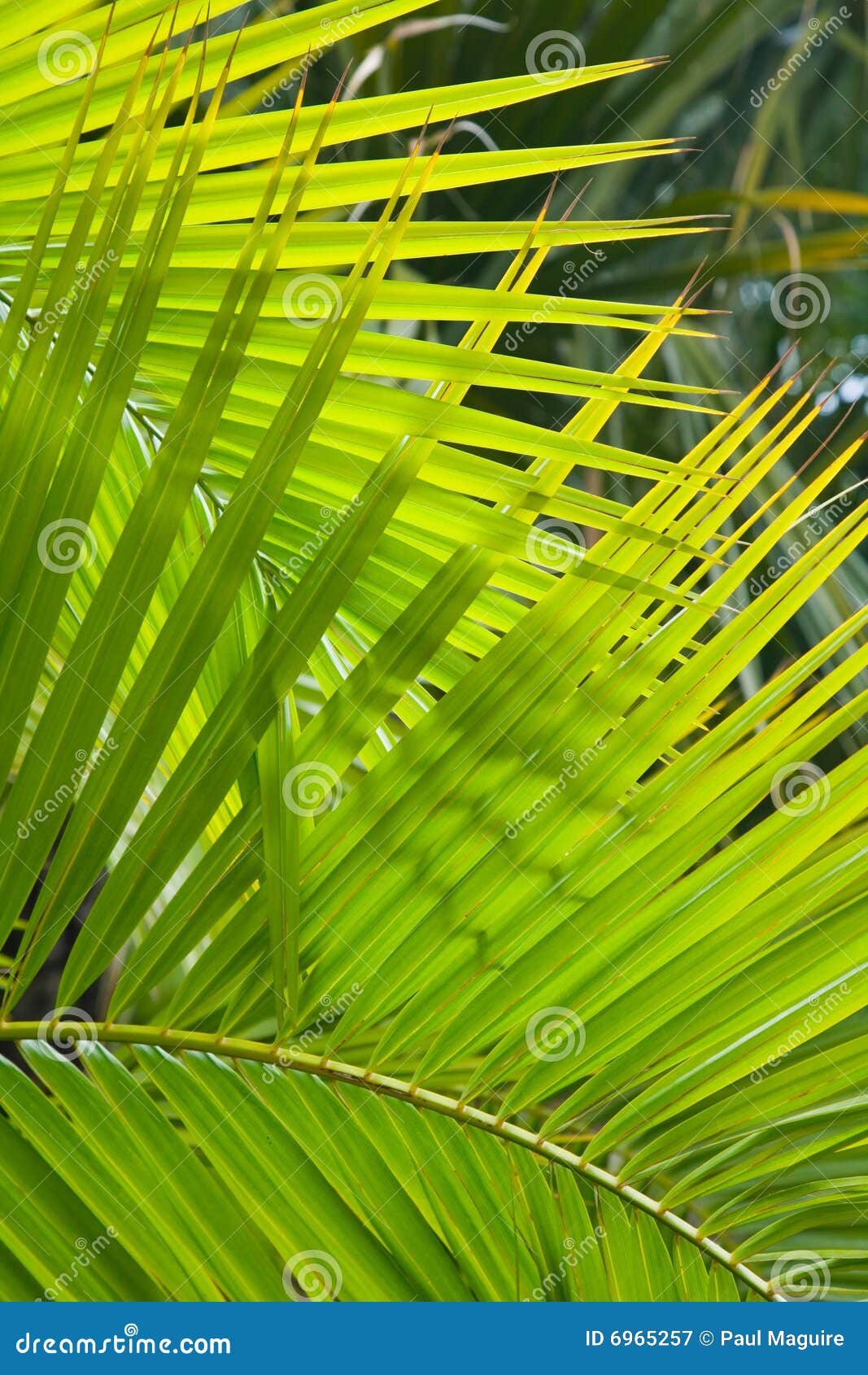 Palmenwedel Stockfotos und Bilder Laden Sie 164