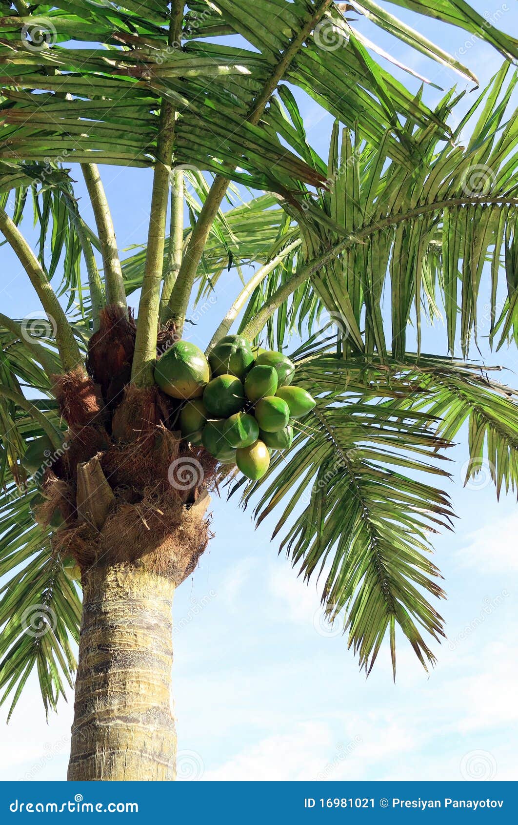 Palmera artificial imagen de archivo. Imagen de cocos - 16981021