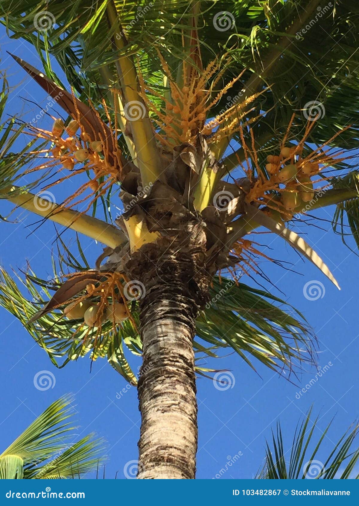 Palmera con los cocos imagen de archivo. Imagen de tropical - 103482867