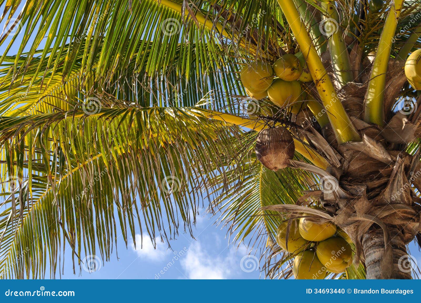 Palmera con los cocos foto de archivo. Imagen de planta - 34693440