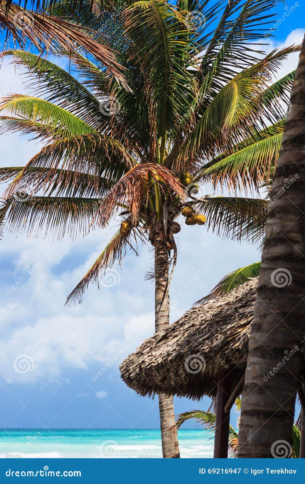 Palmera con los cocos imagen de archivo. Imagen de verano - 69216947