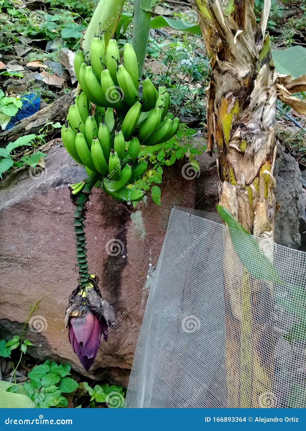 palmera de platano creciendo en forma silvestre en michoacan