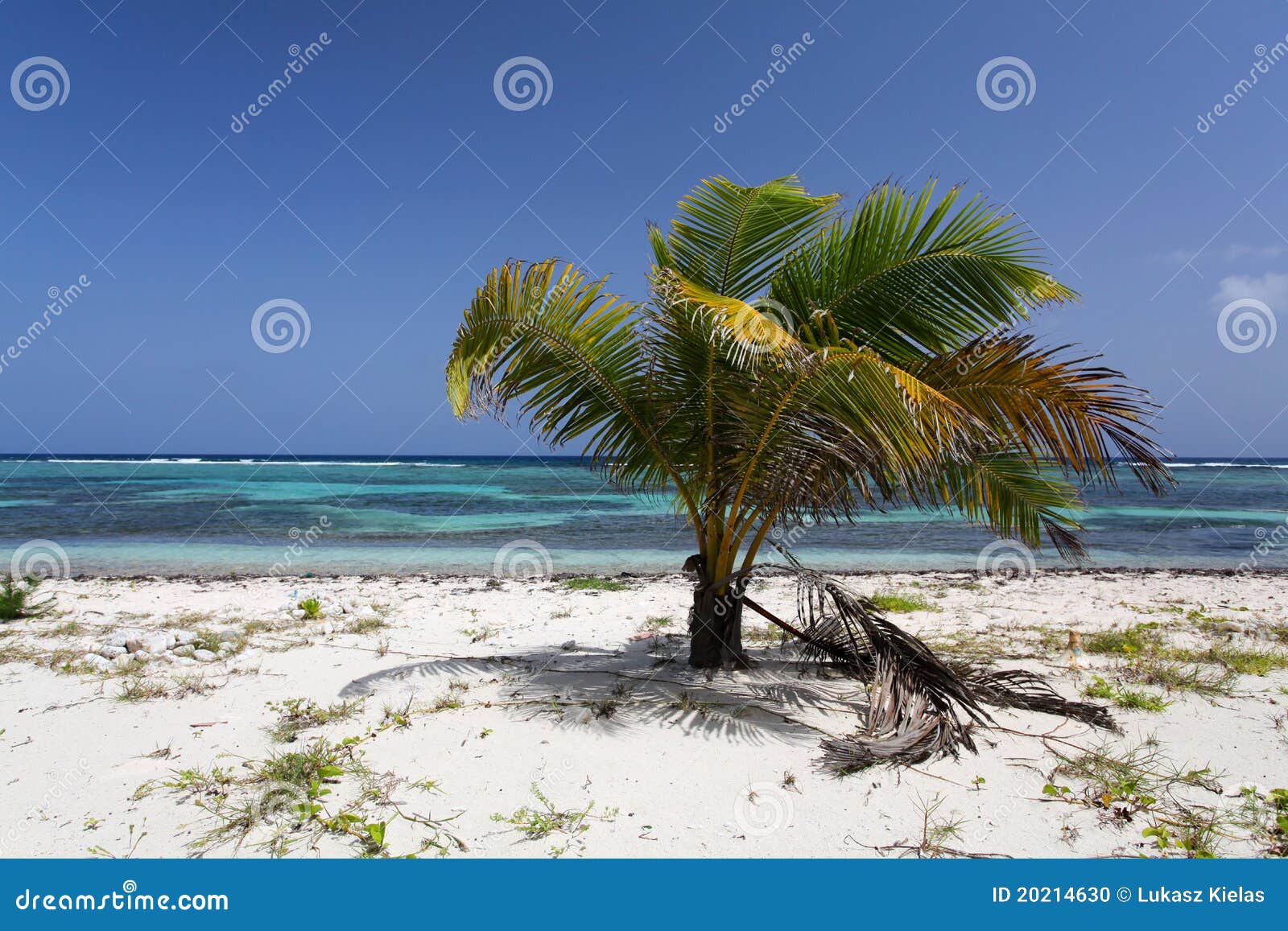 Palmera Del Caribe Con Los Cocos Foto de archivo - Imagen de islas ...