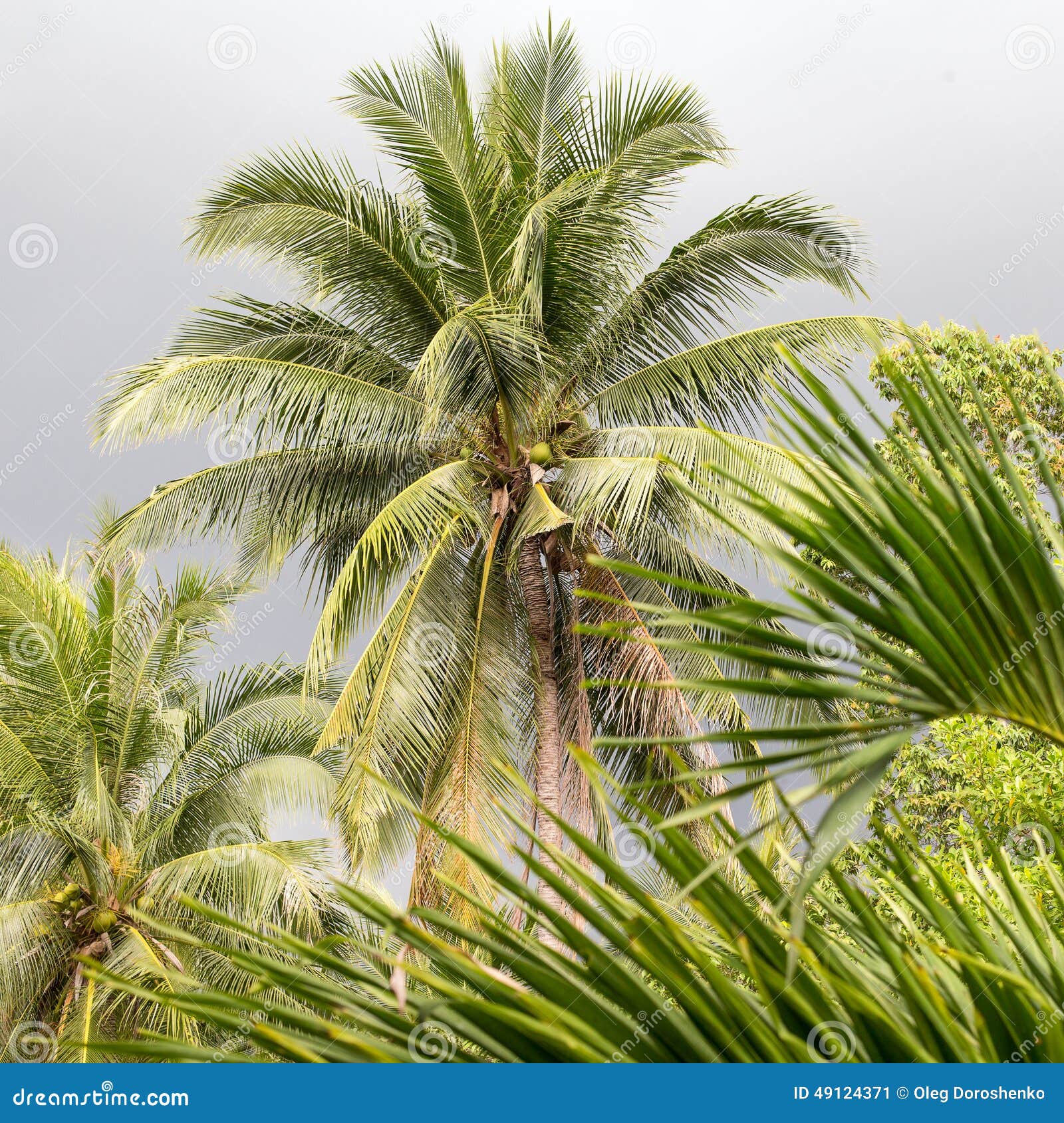 Palmera del coco imagen de archivo. Imagen de crecimiento - 49124371