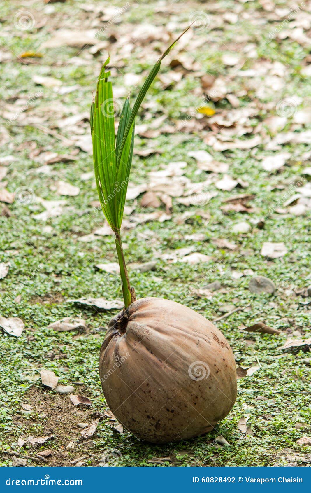 Palmera del coco foto de archivo. Imagen de tailandia - 60828492