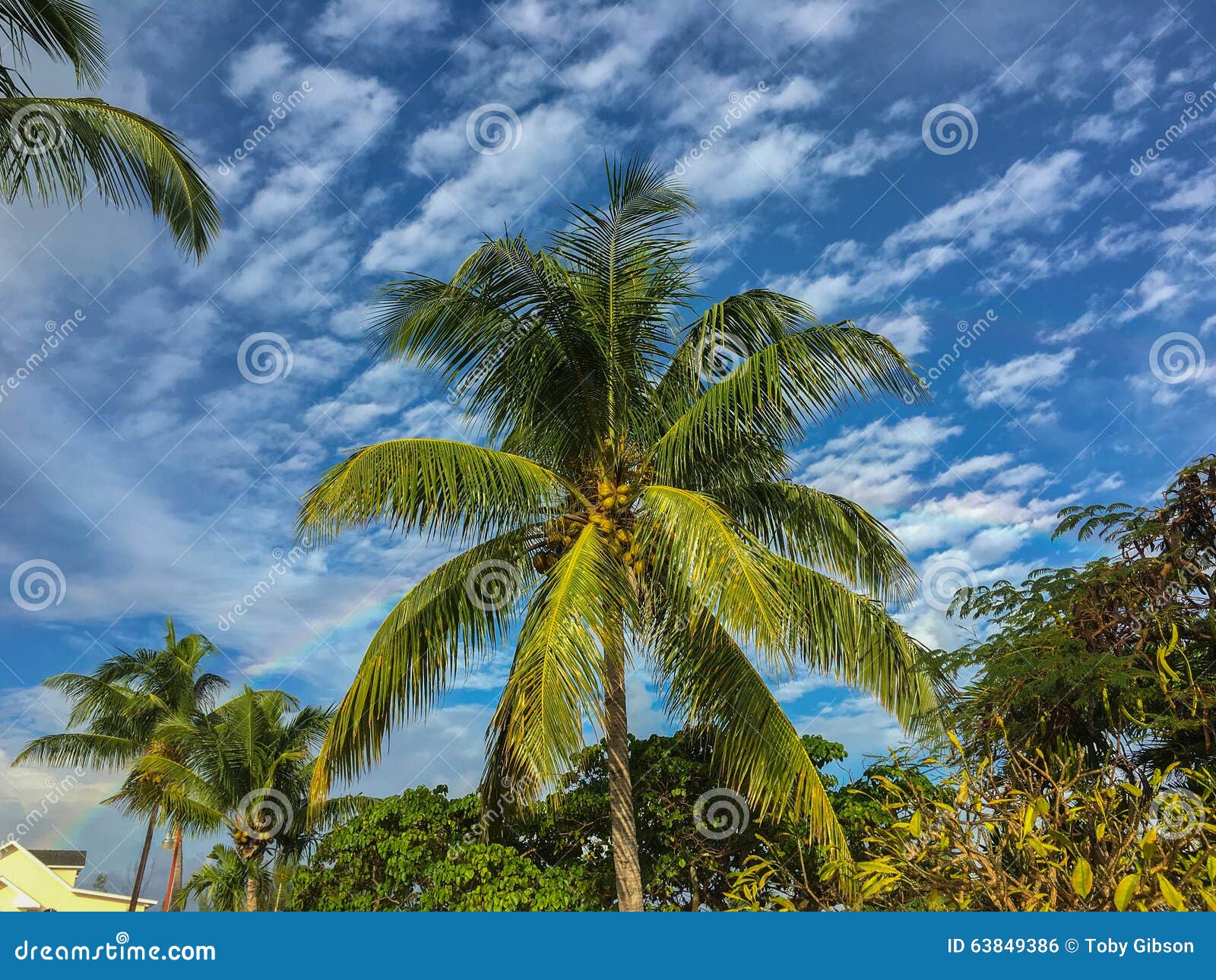 Palmera del coco foto de archivo. Imagen de bahamas, nuevo - 63849386