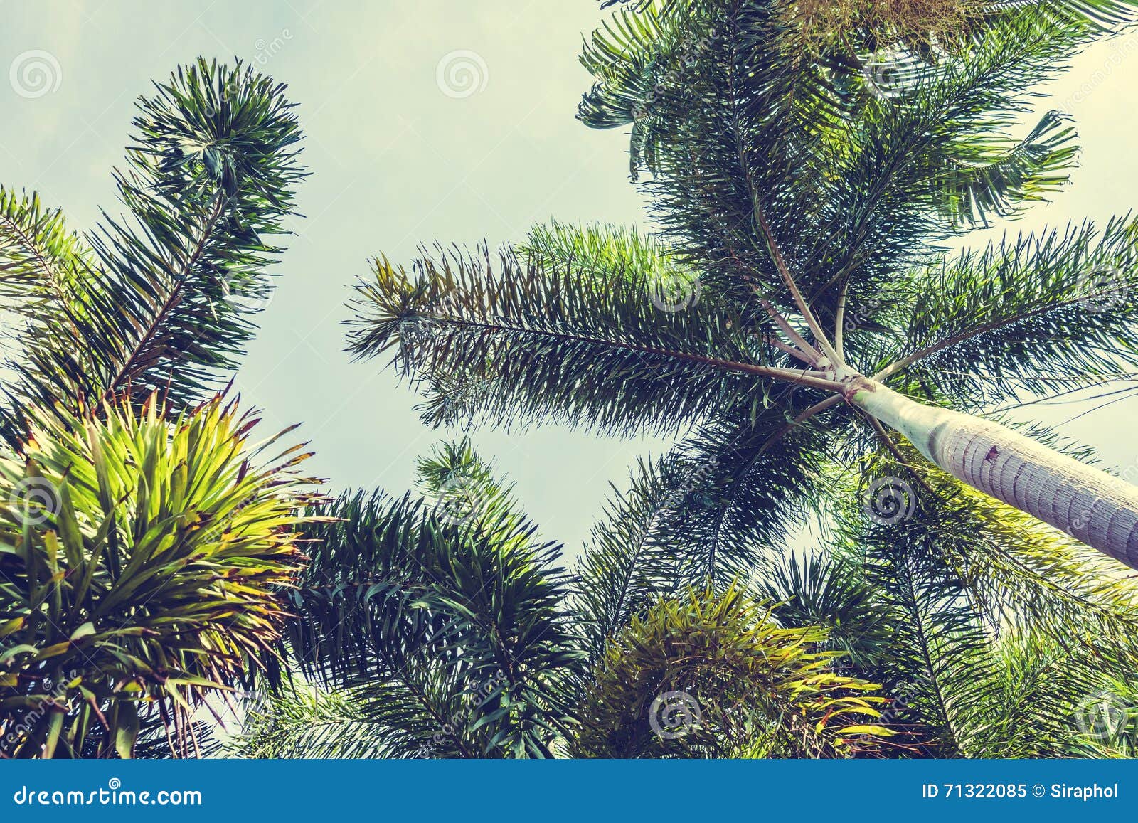 Palmera del coco imagen de archivo. Imagen de hoja, tropical - 71322085