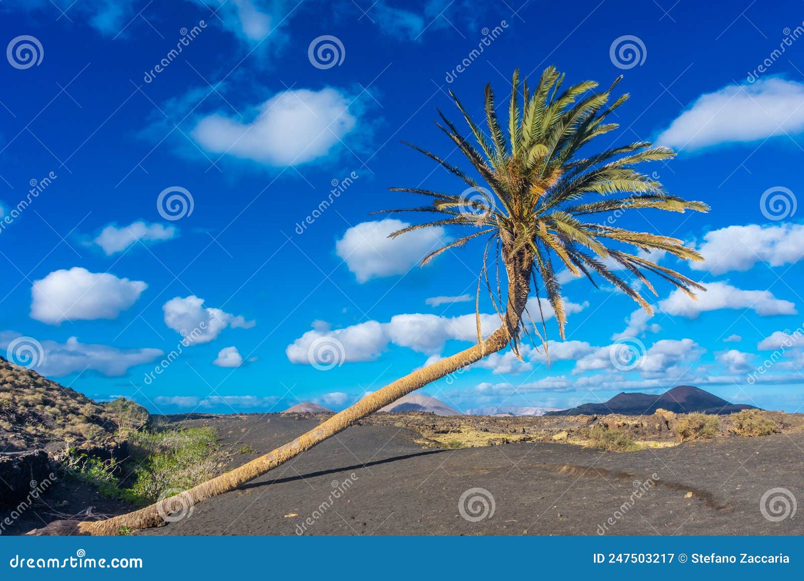 the `palmera inclinada` translation: inclined palm of lanzarote, canary islands,