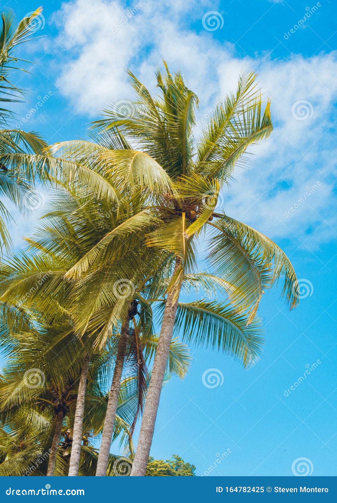 palmera