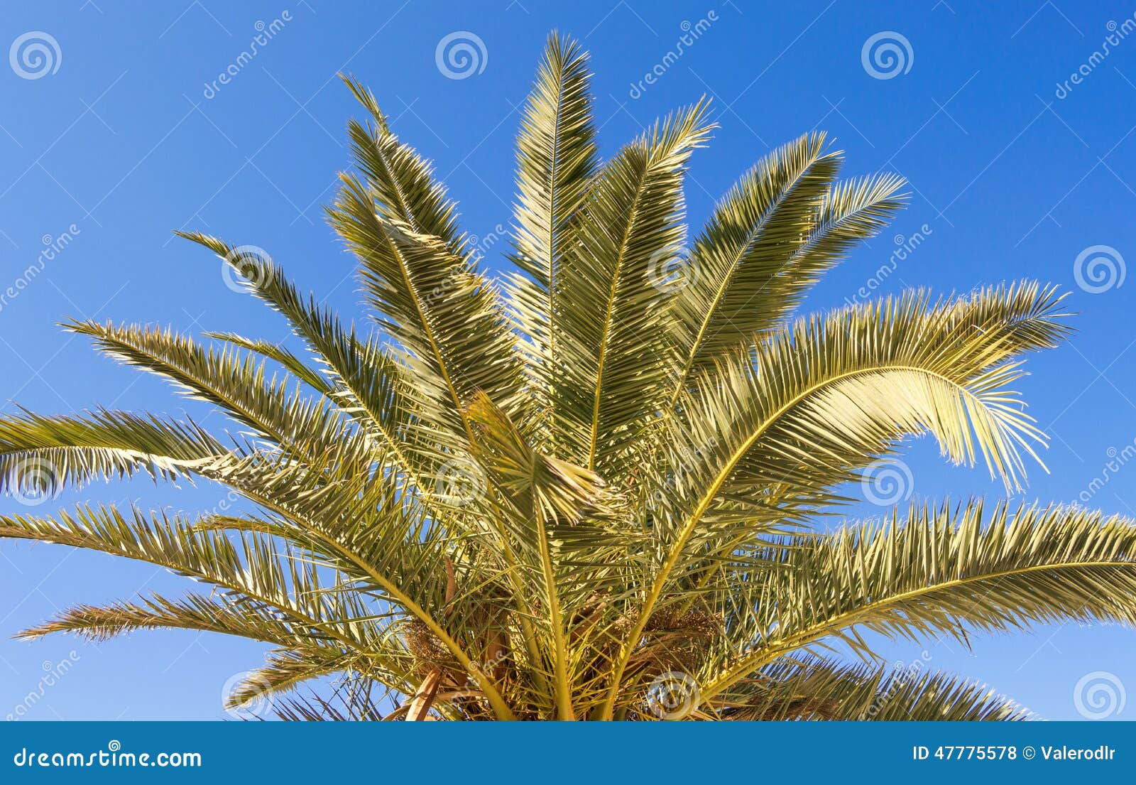 palmera and seeds