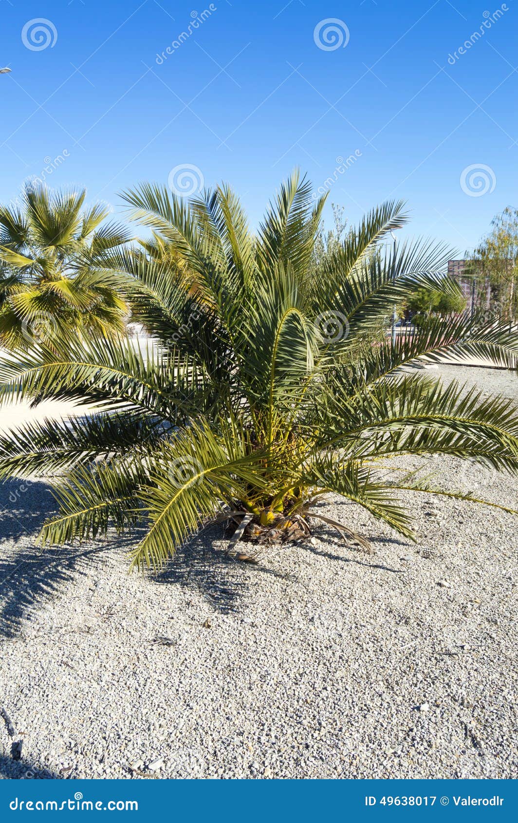 palmera and seeds