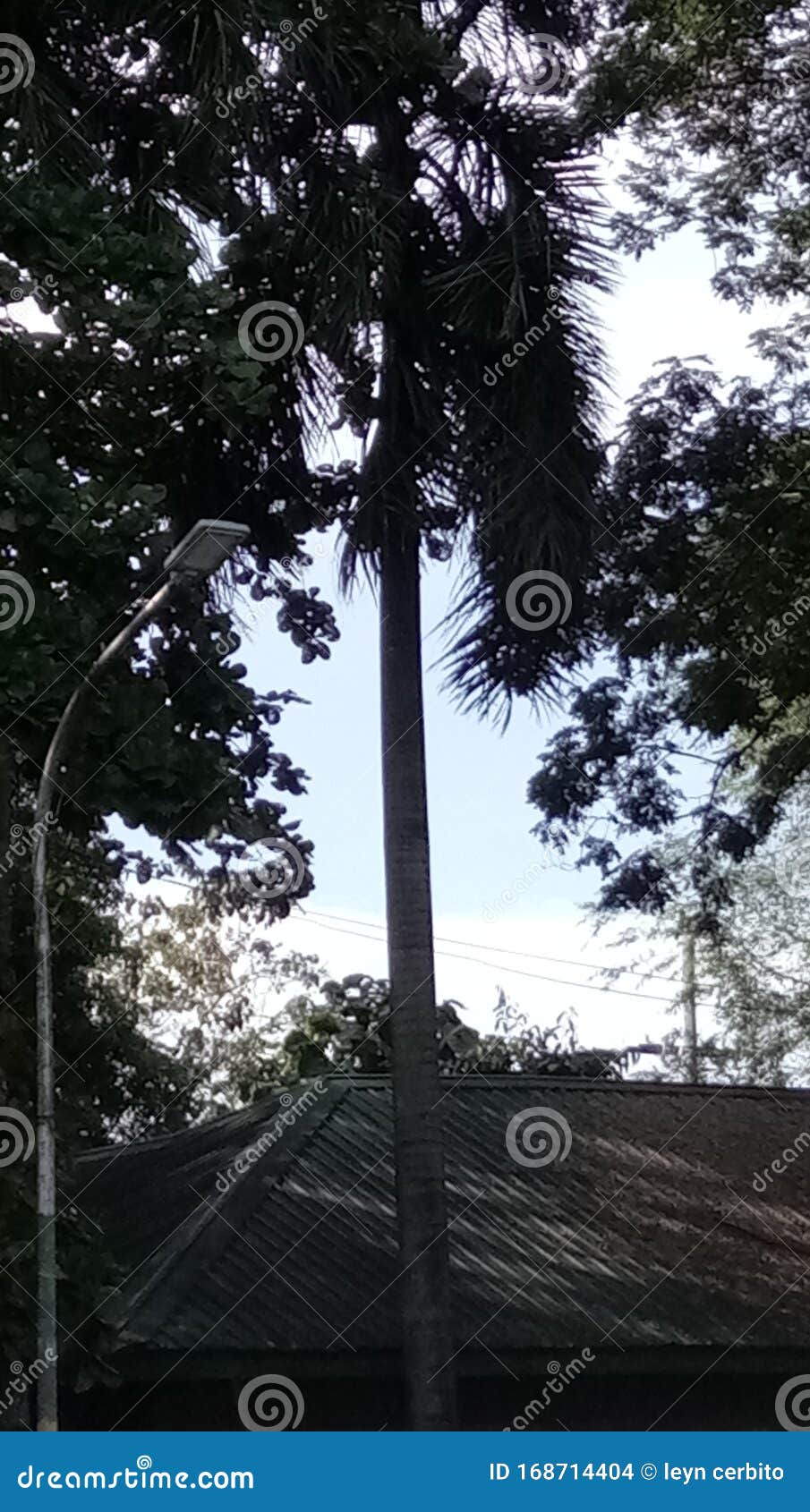 the palmera tree standing tall in the city to provide shade