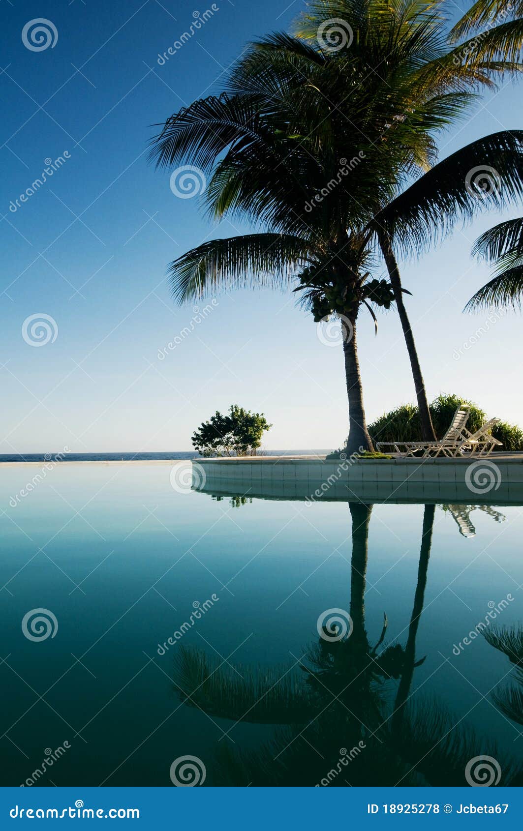 palmeras reflejadas en piscina